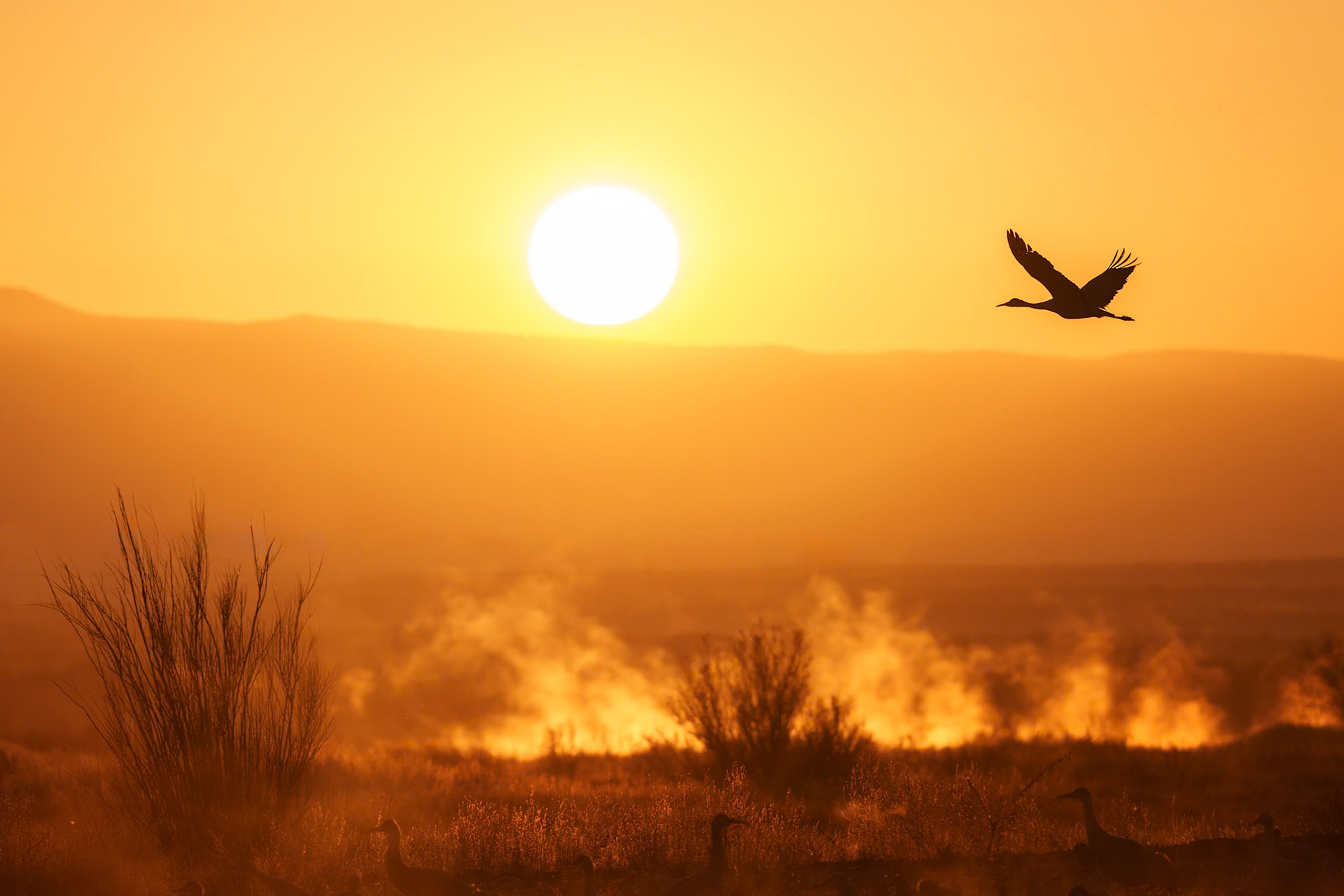 Flight at First Light