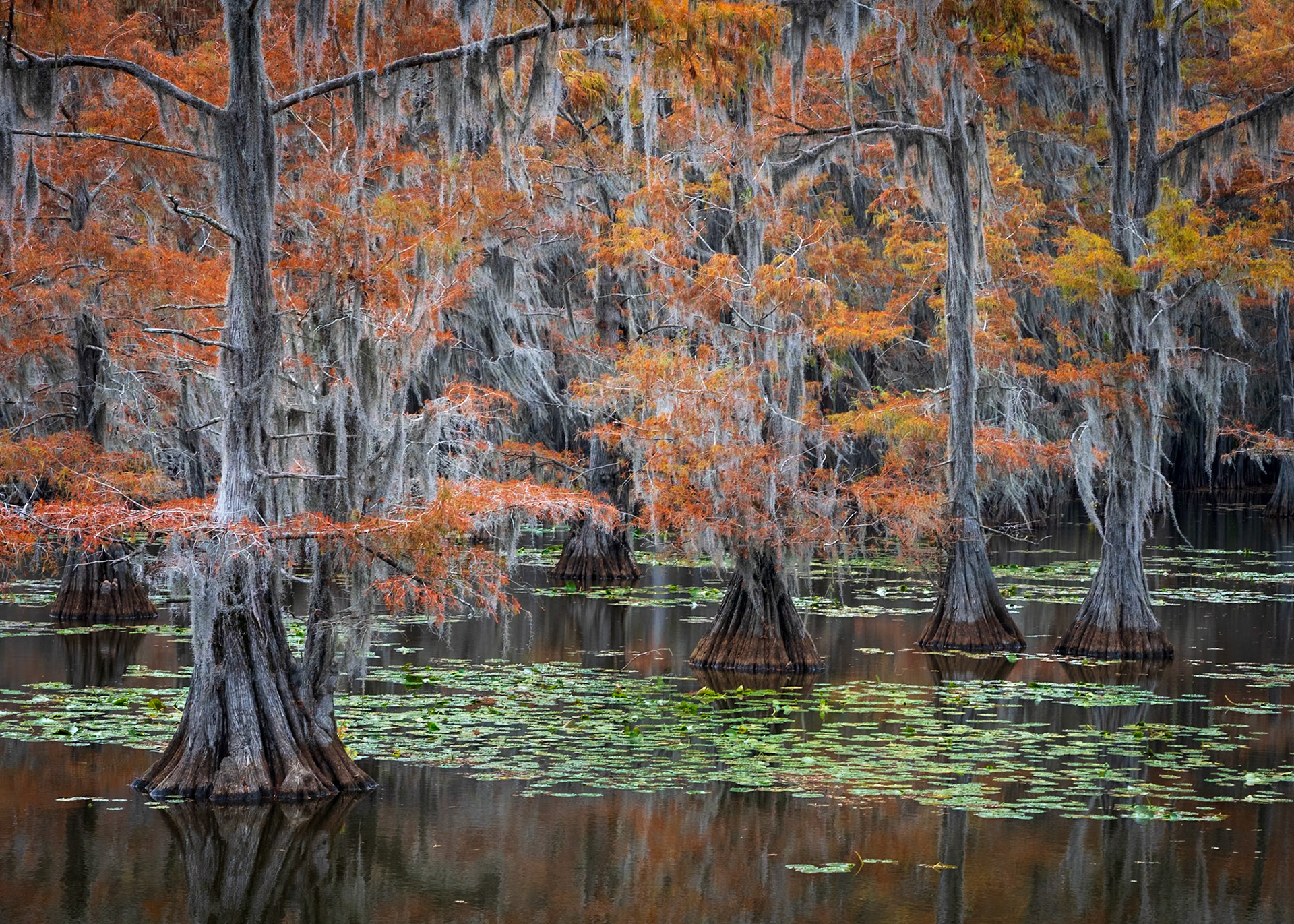 Cypress Trees at Autumn