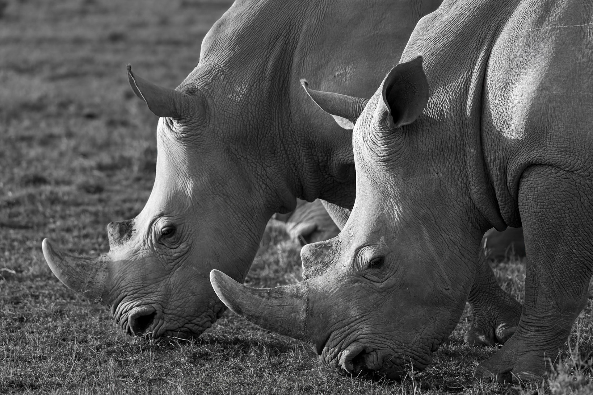 Rhino Duet