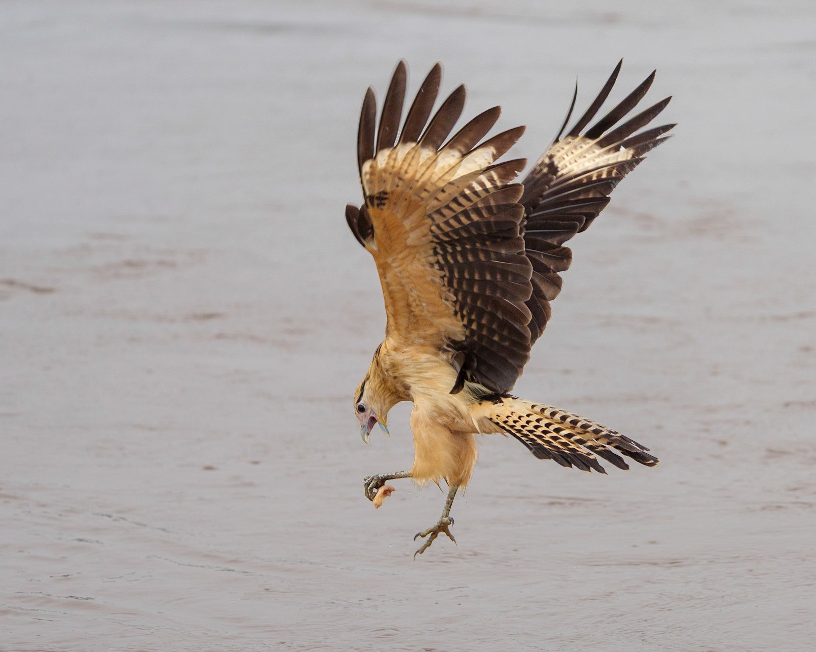 Yellow-headed caracara