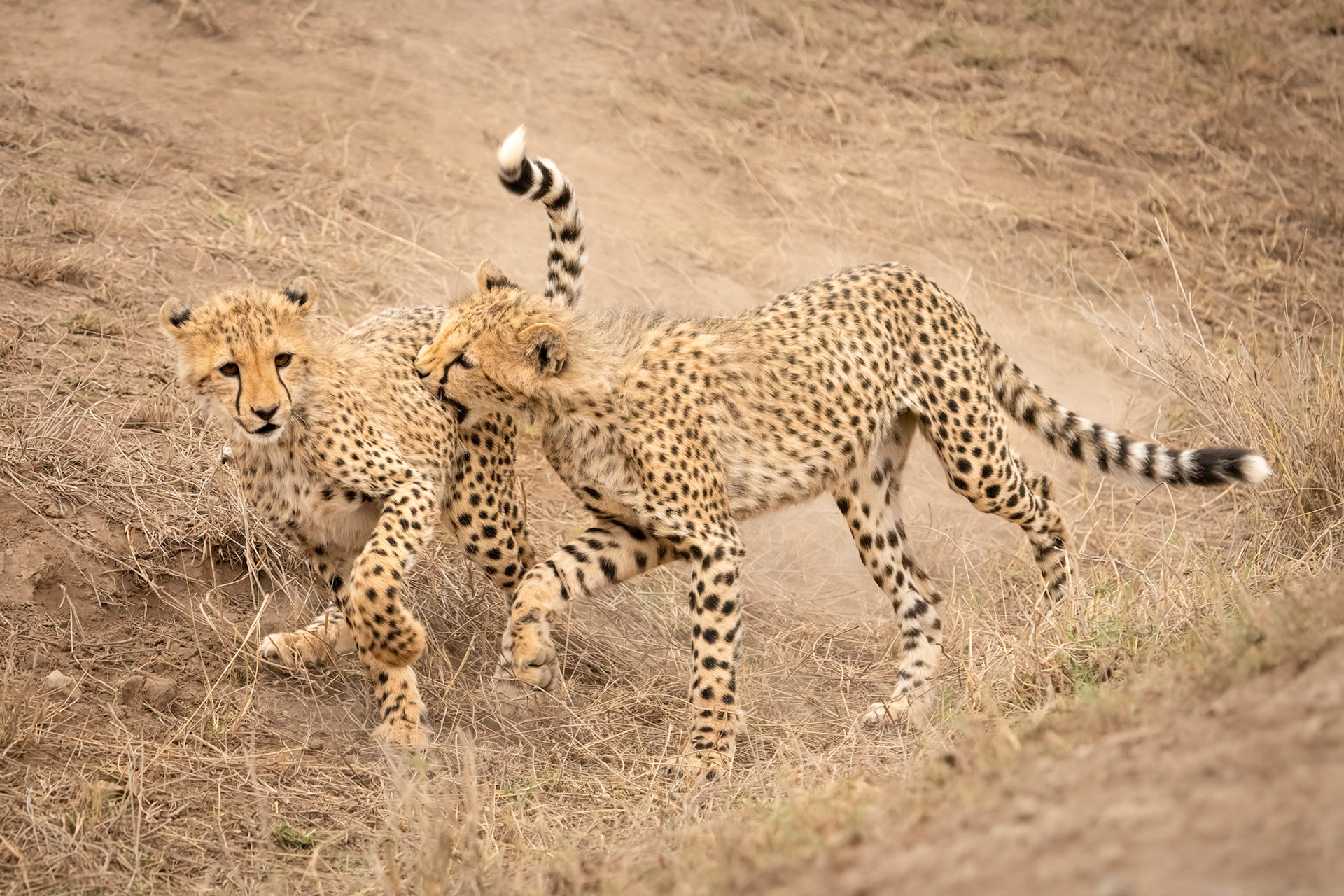 Cheetahs at Play