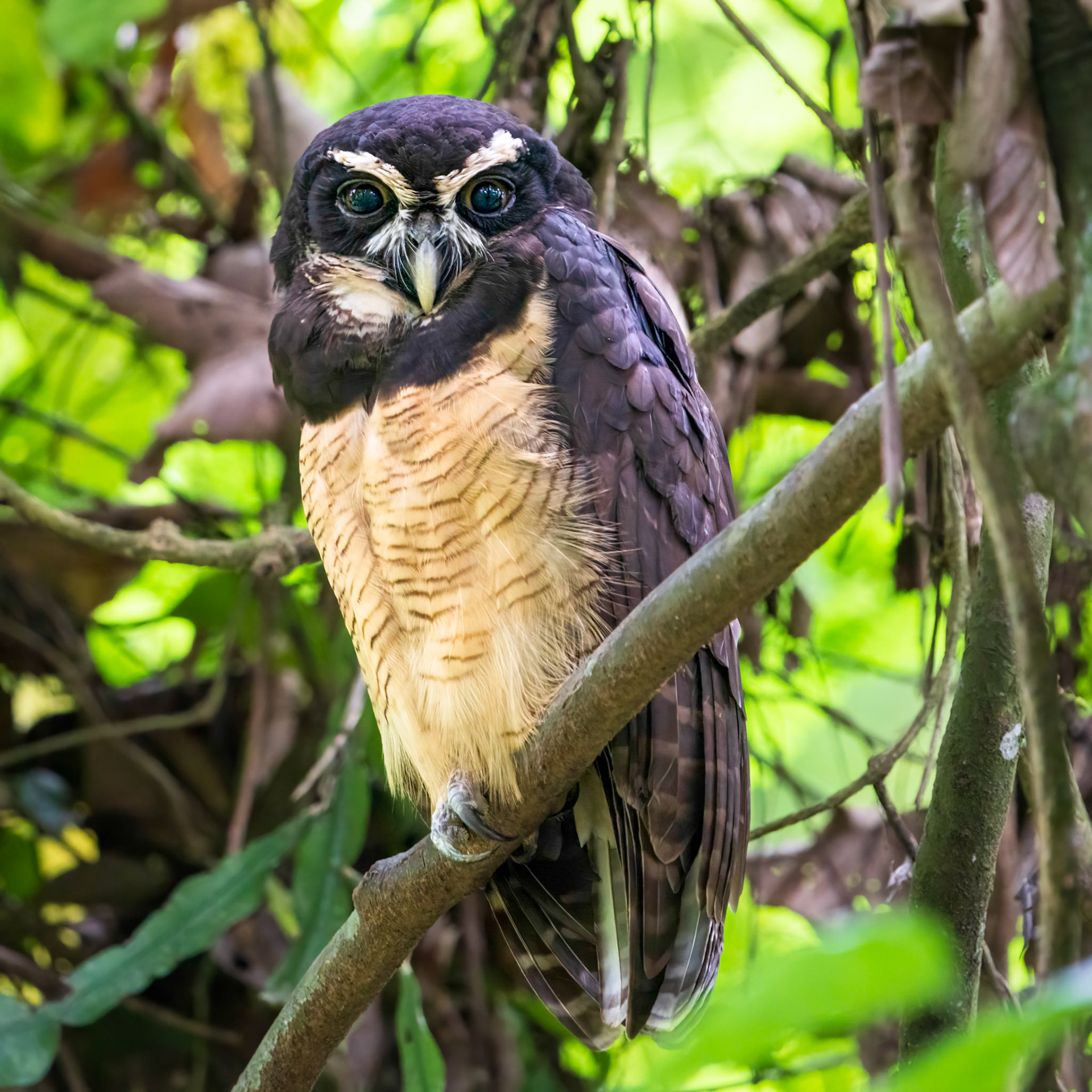 Spectacled Owl