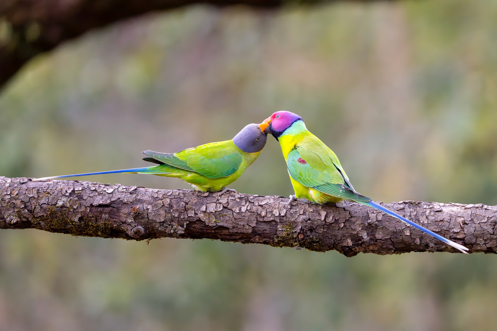 Love is in the Air