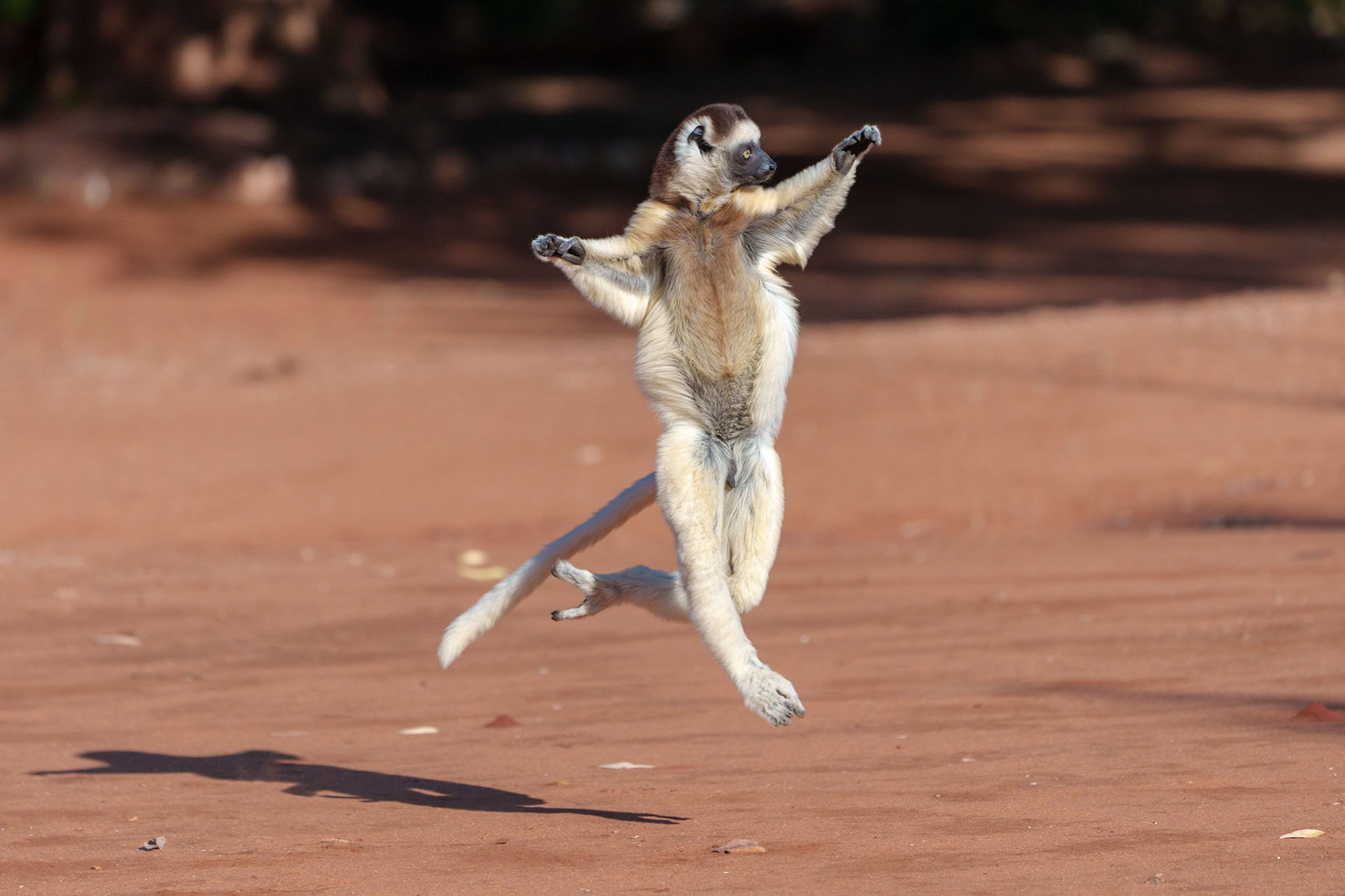 Verreaux's Sifaka