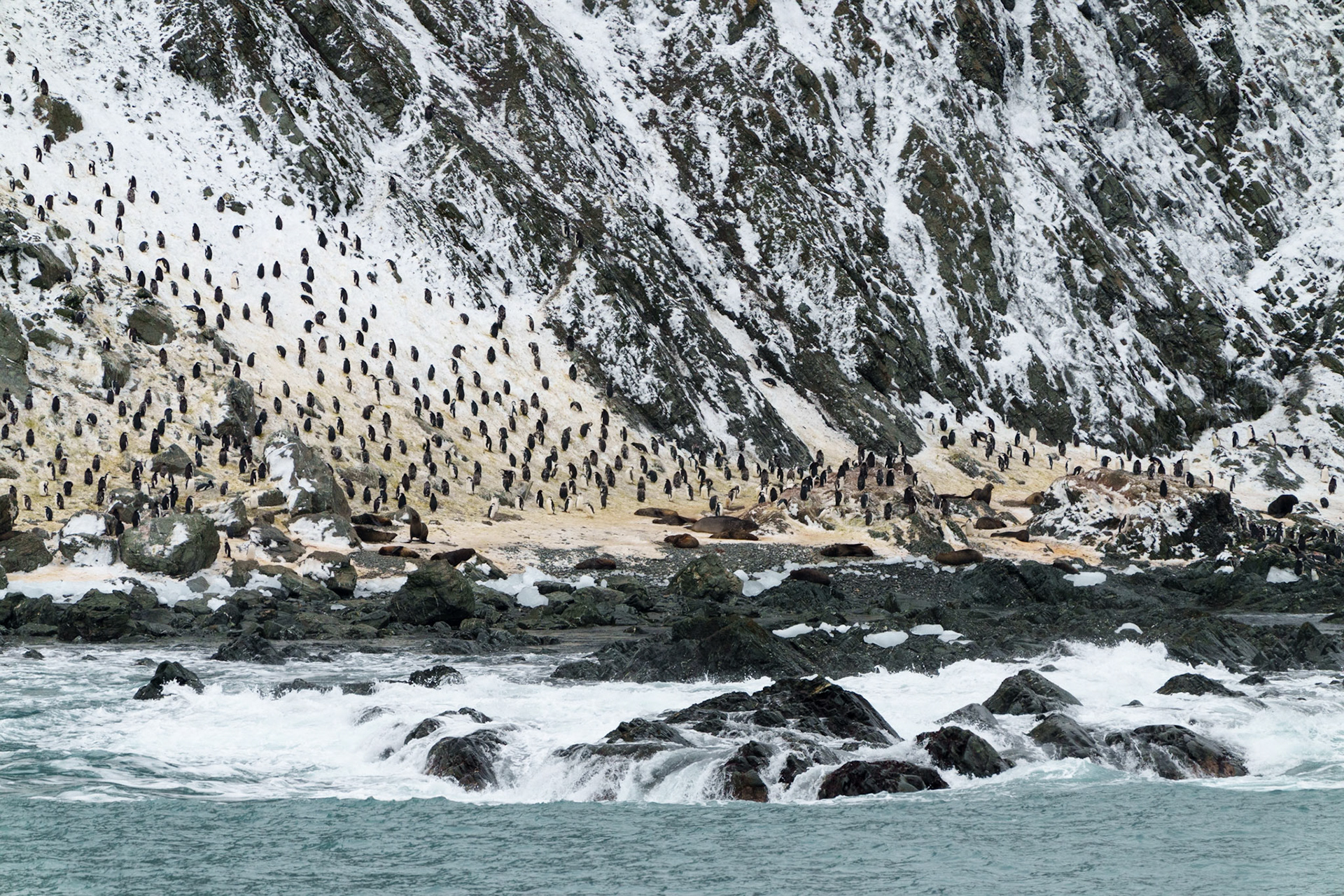 A Sea of Shags