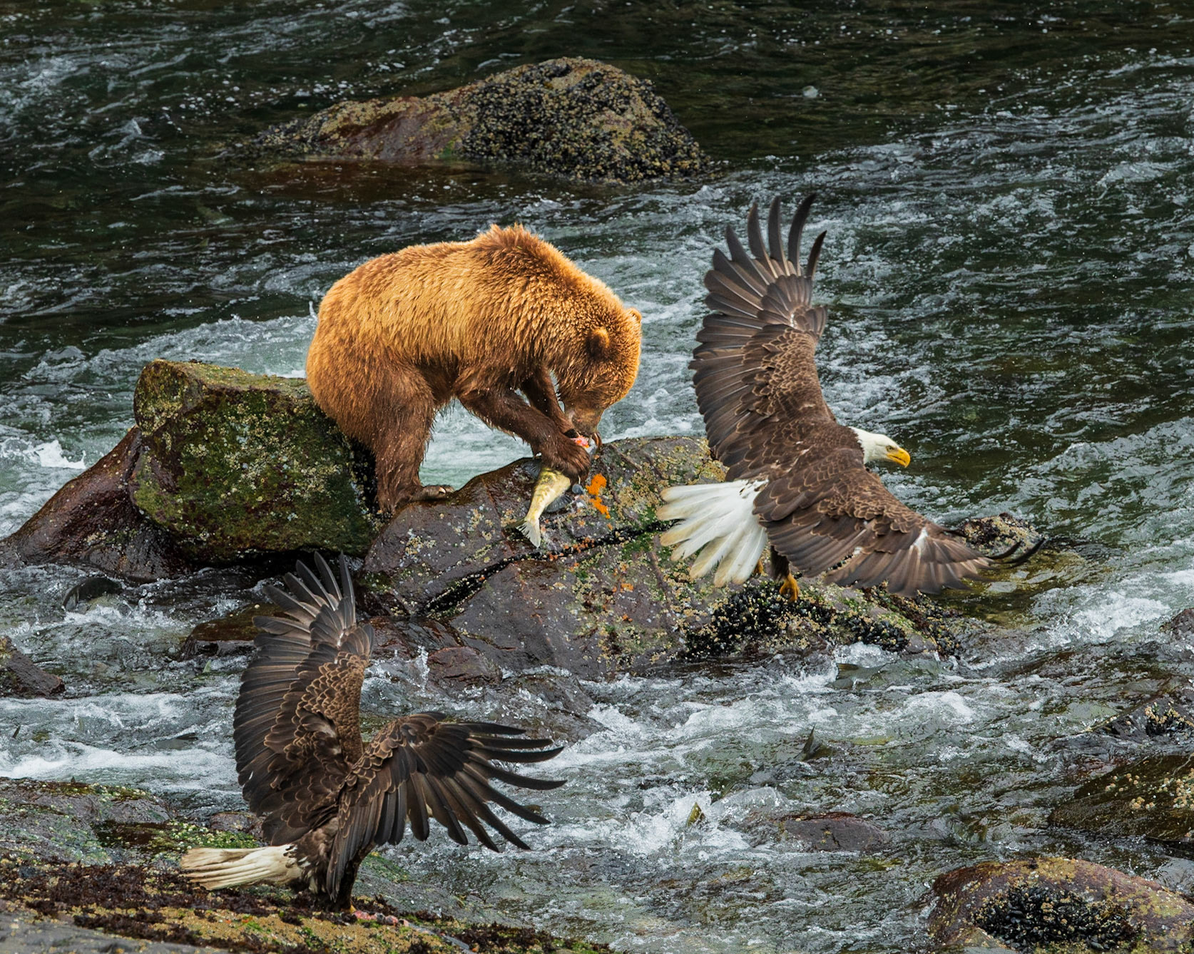 Claiming the Catch