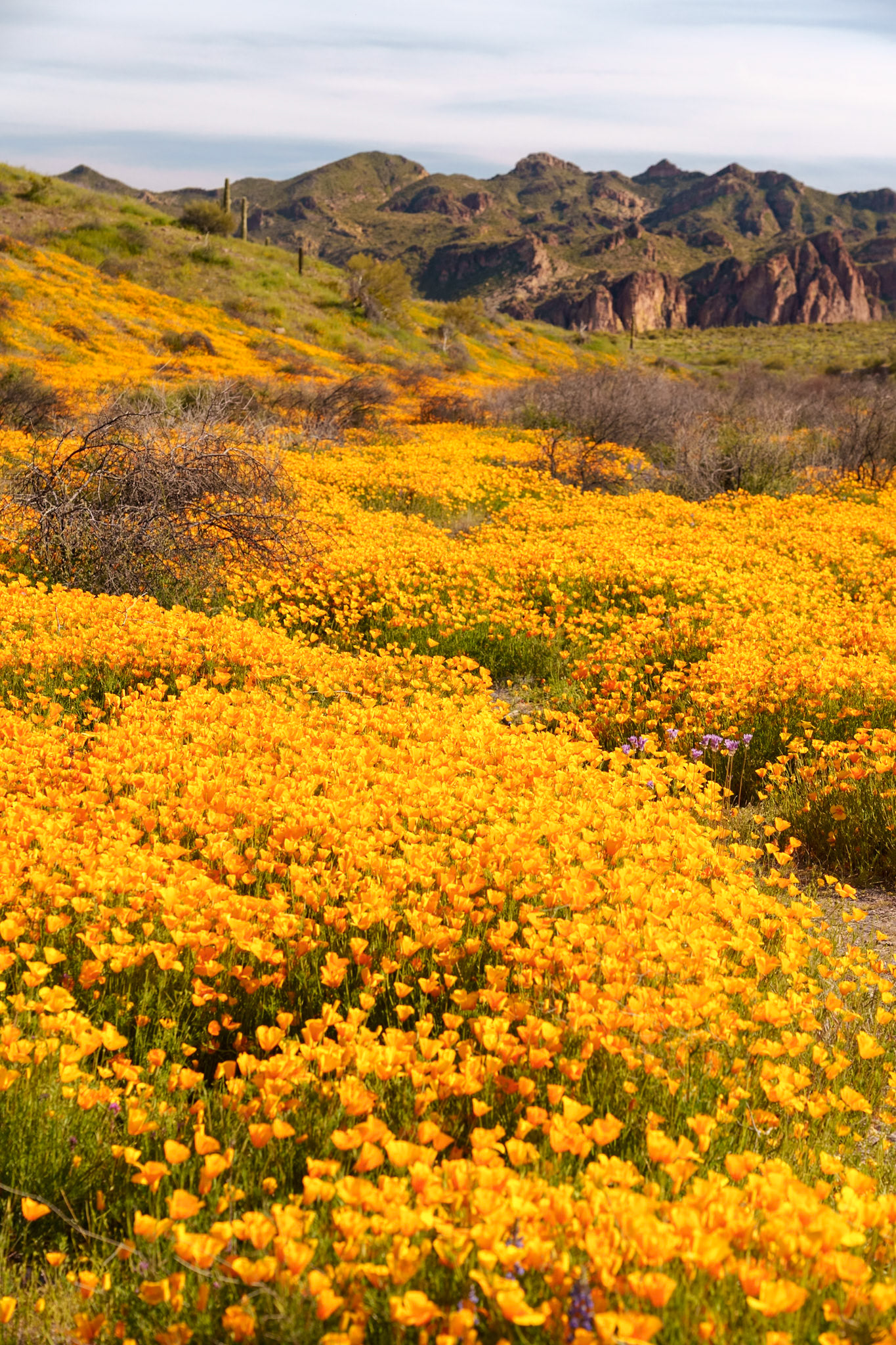 Carpet of Gold