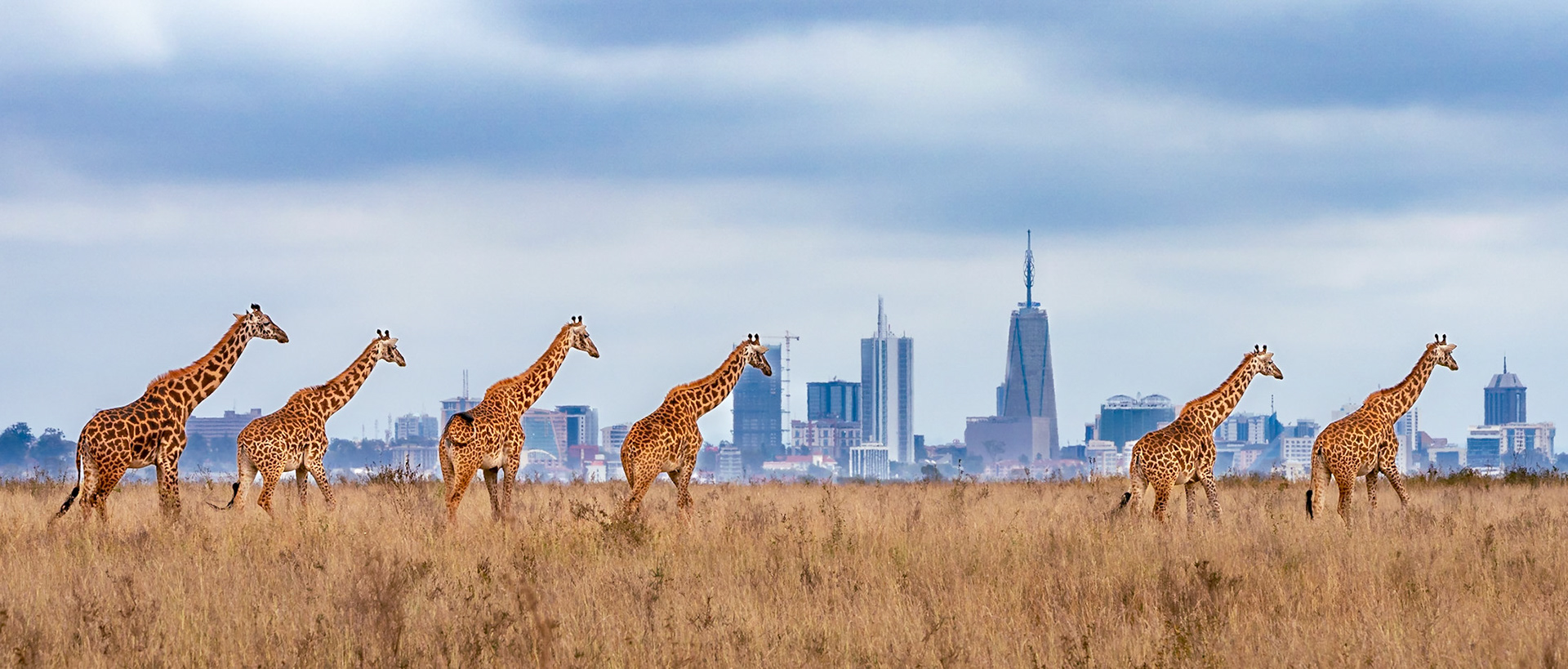 Giraffes Invading Nairobi