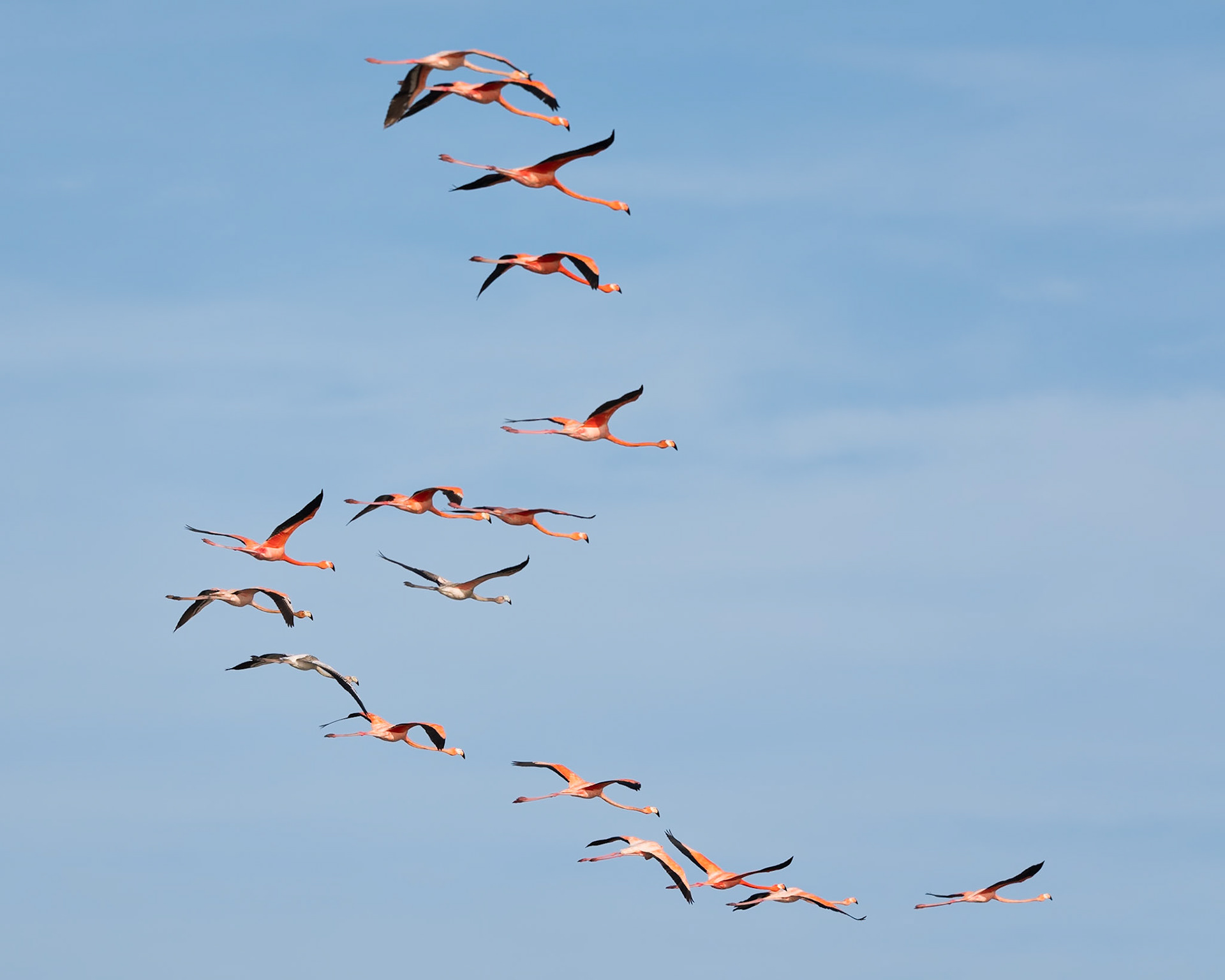 American Flamingo