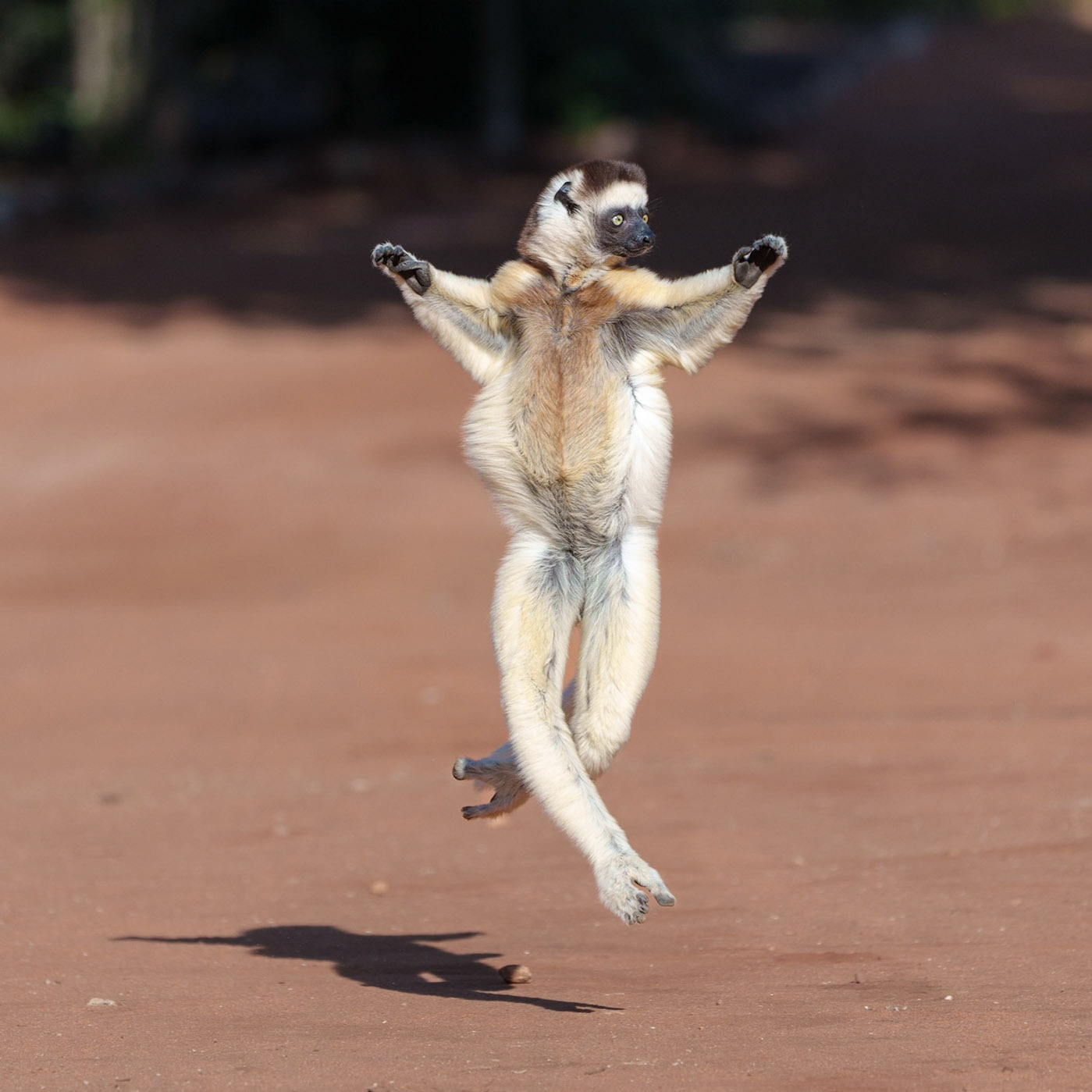 Leap of the Sifaka