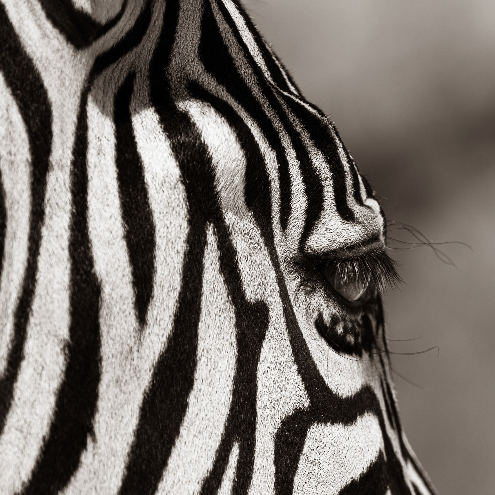 Zebra