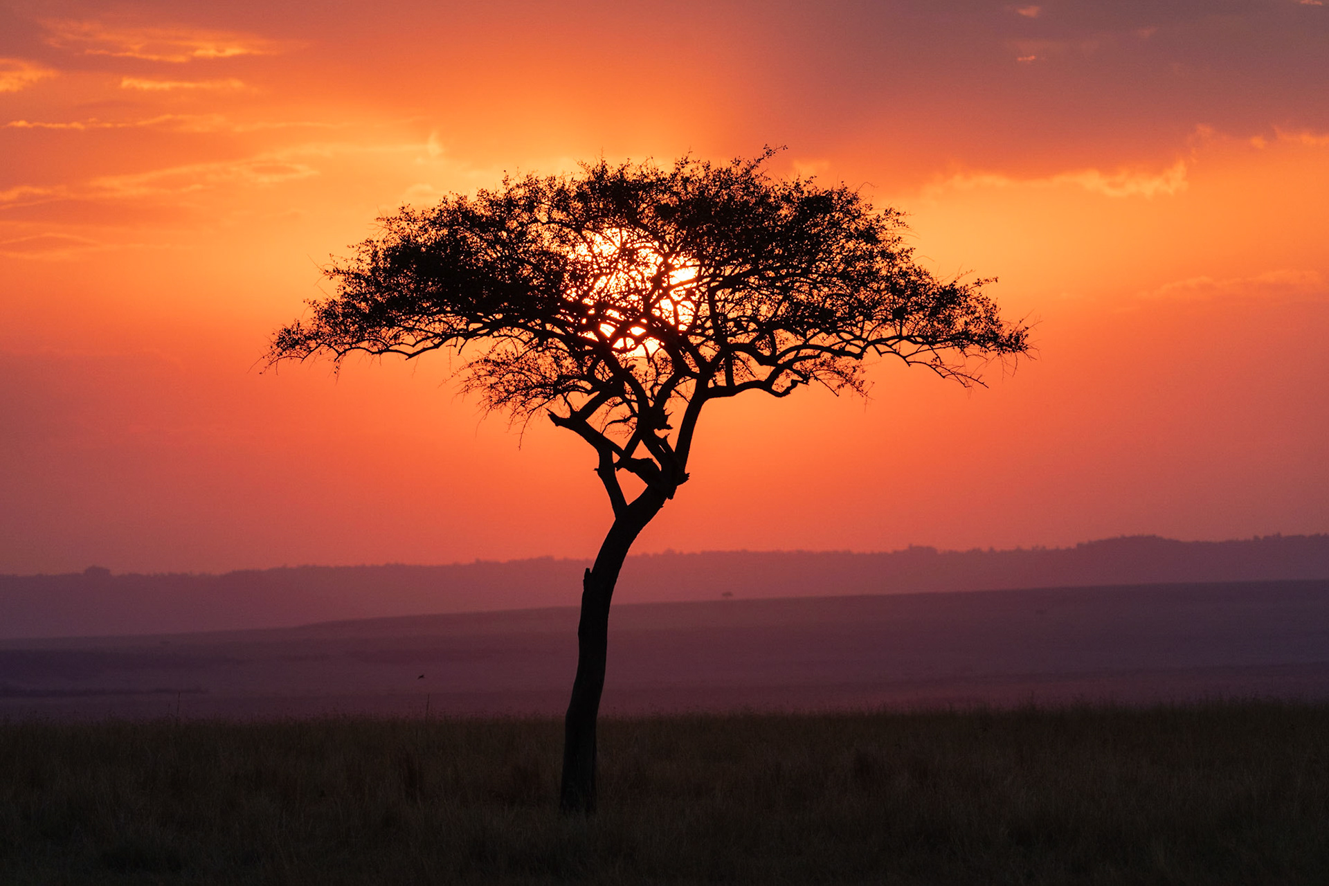 A Mara Umbrella