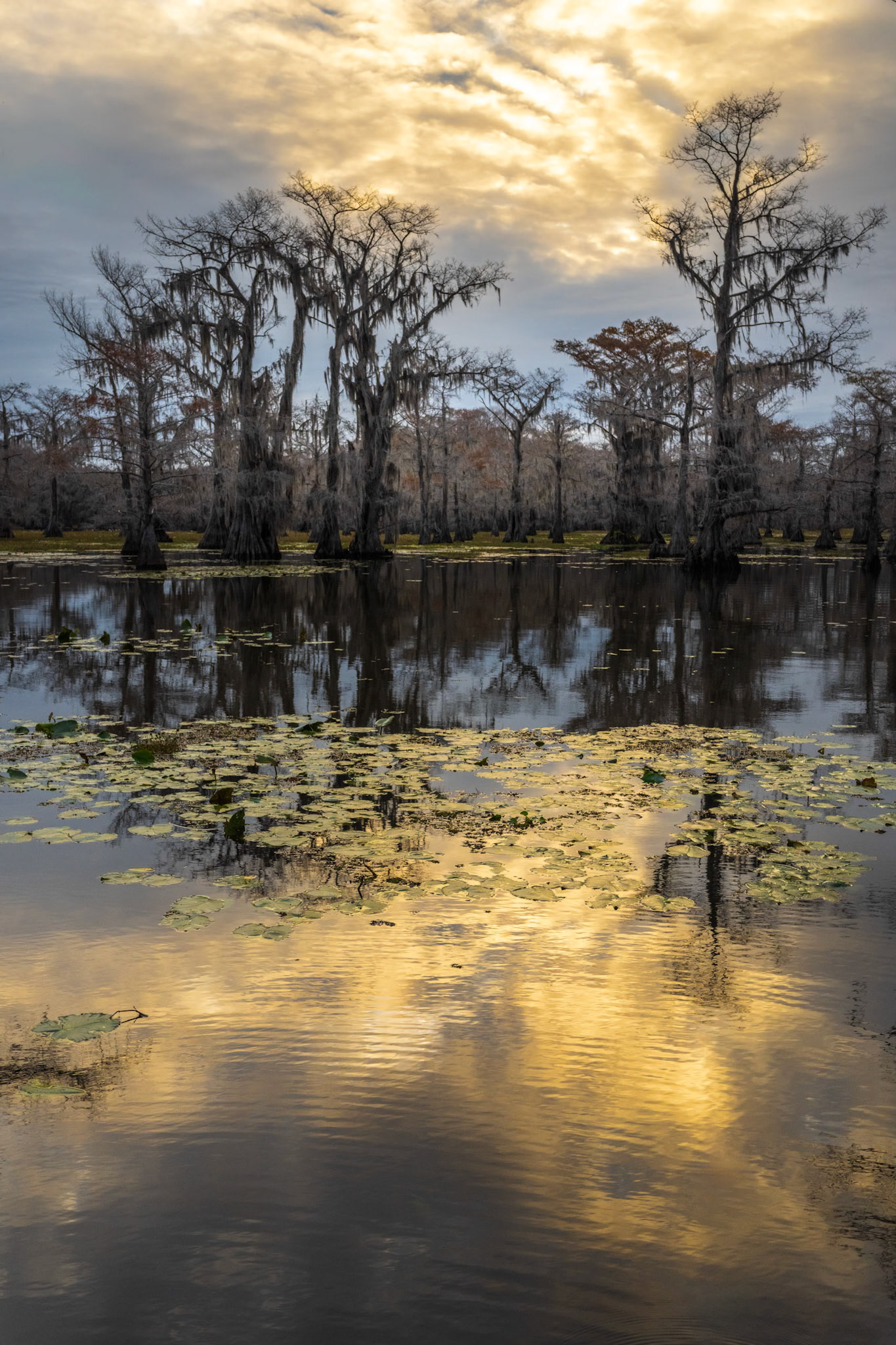 Sunrise Over Cypress Trees