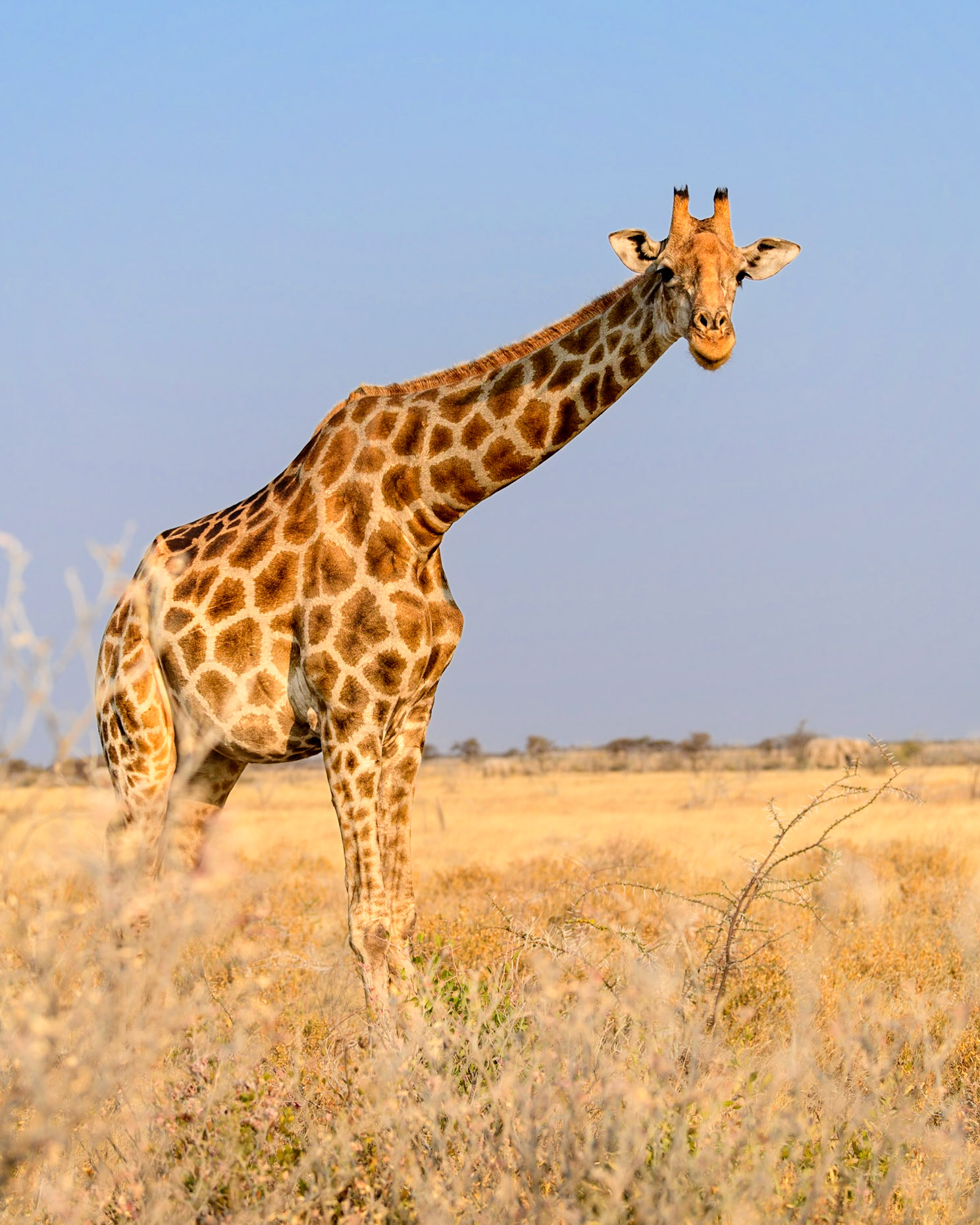 Giraffe