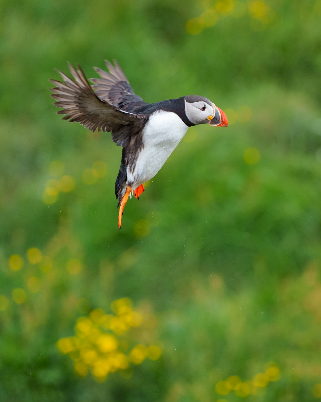 How Did I Get Into this Monet?