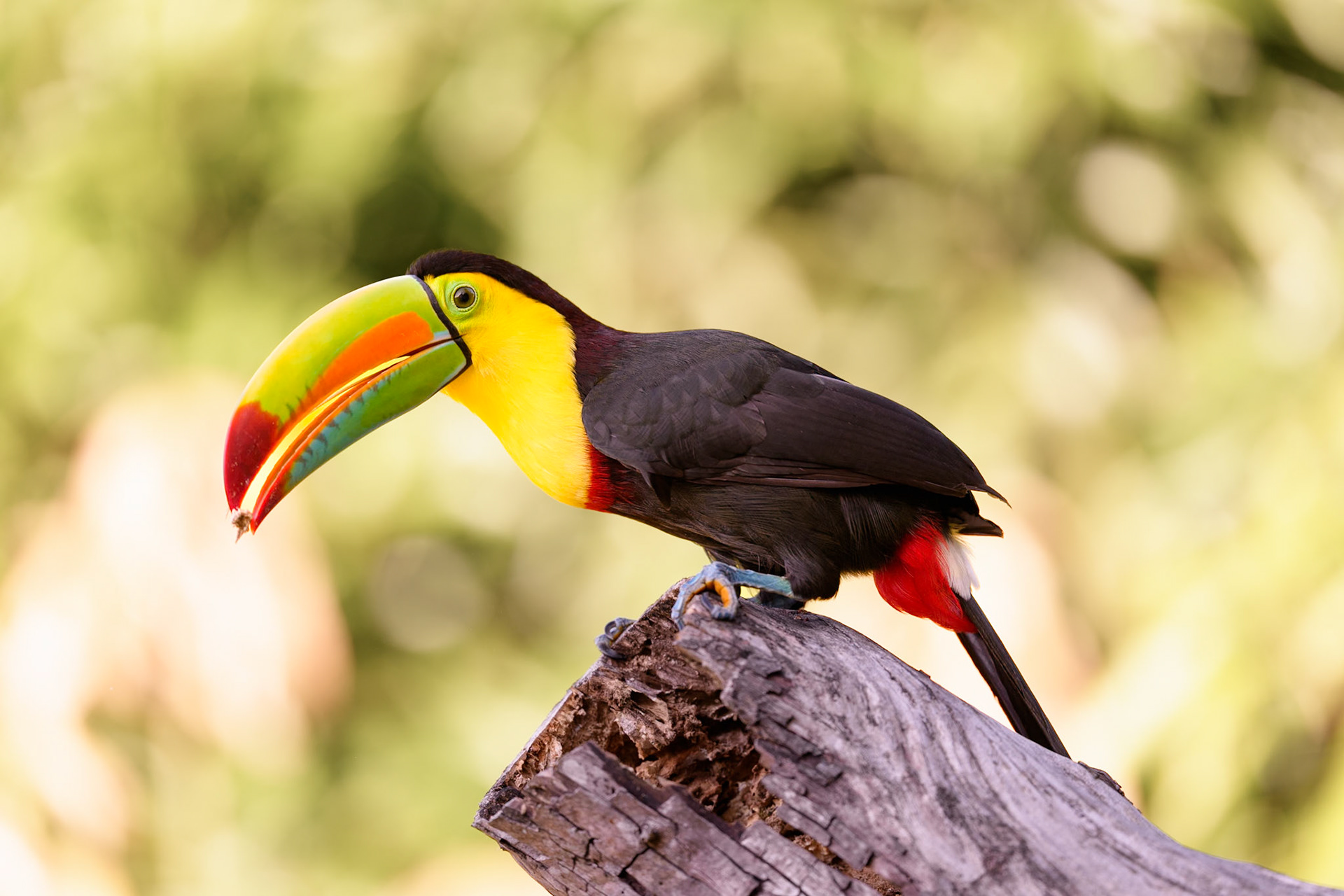 Keel-Billed Toucan