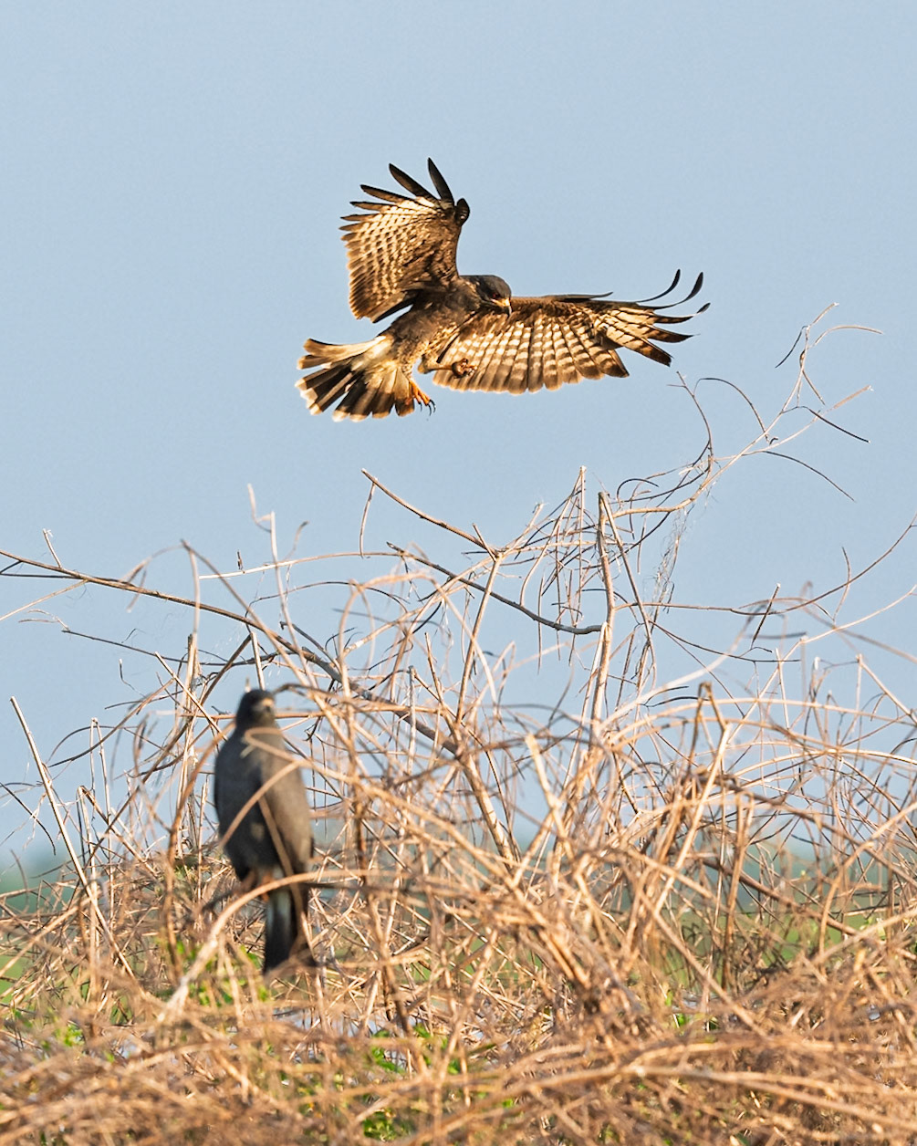 Snail Kite