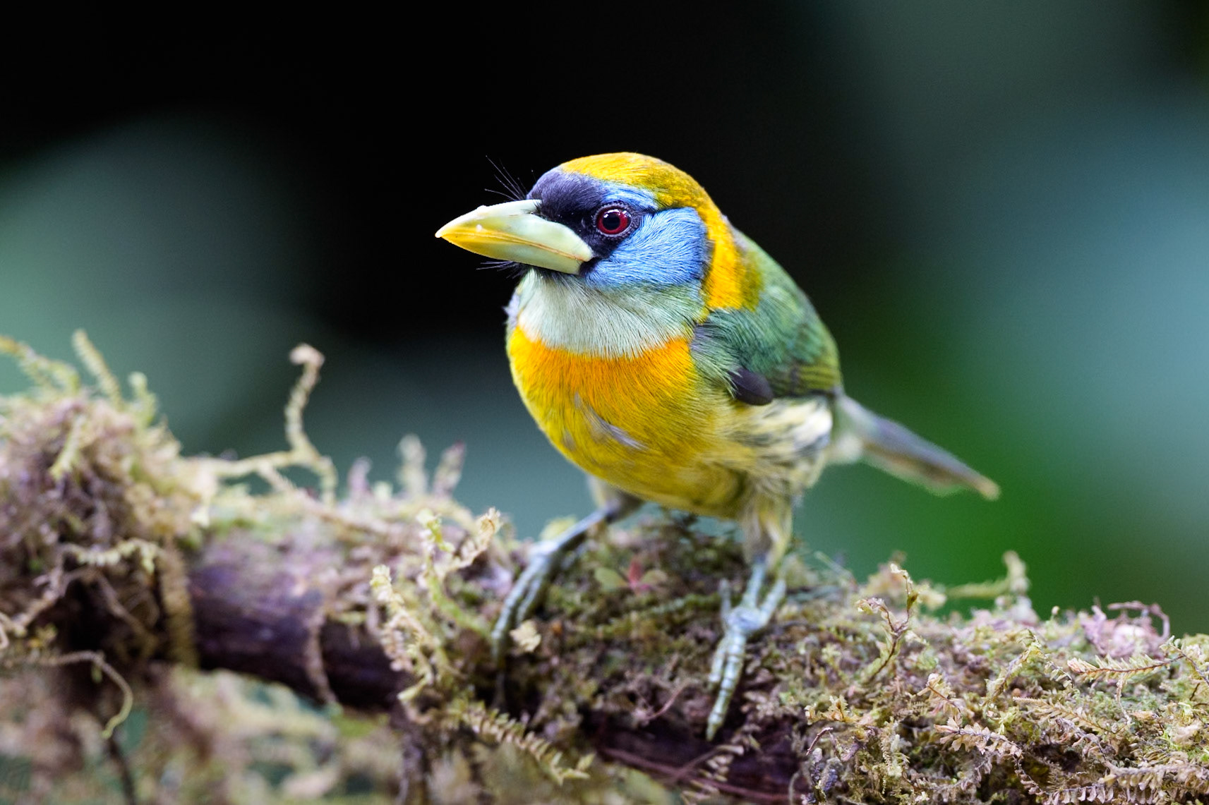 Toucan Barbet