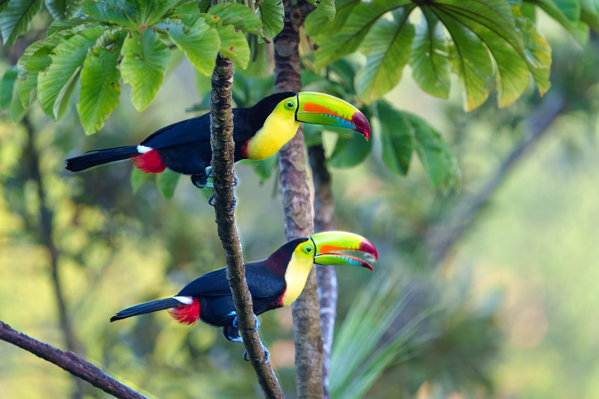 Two Keel-Billed Toucans