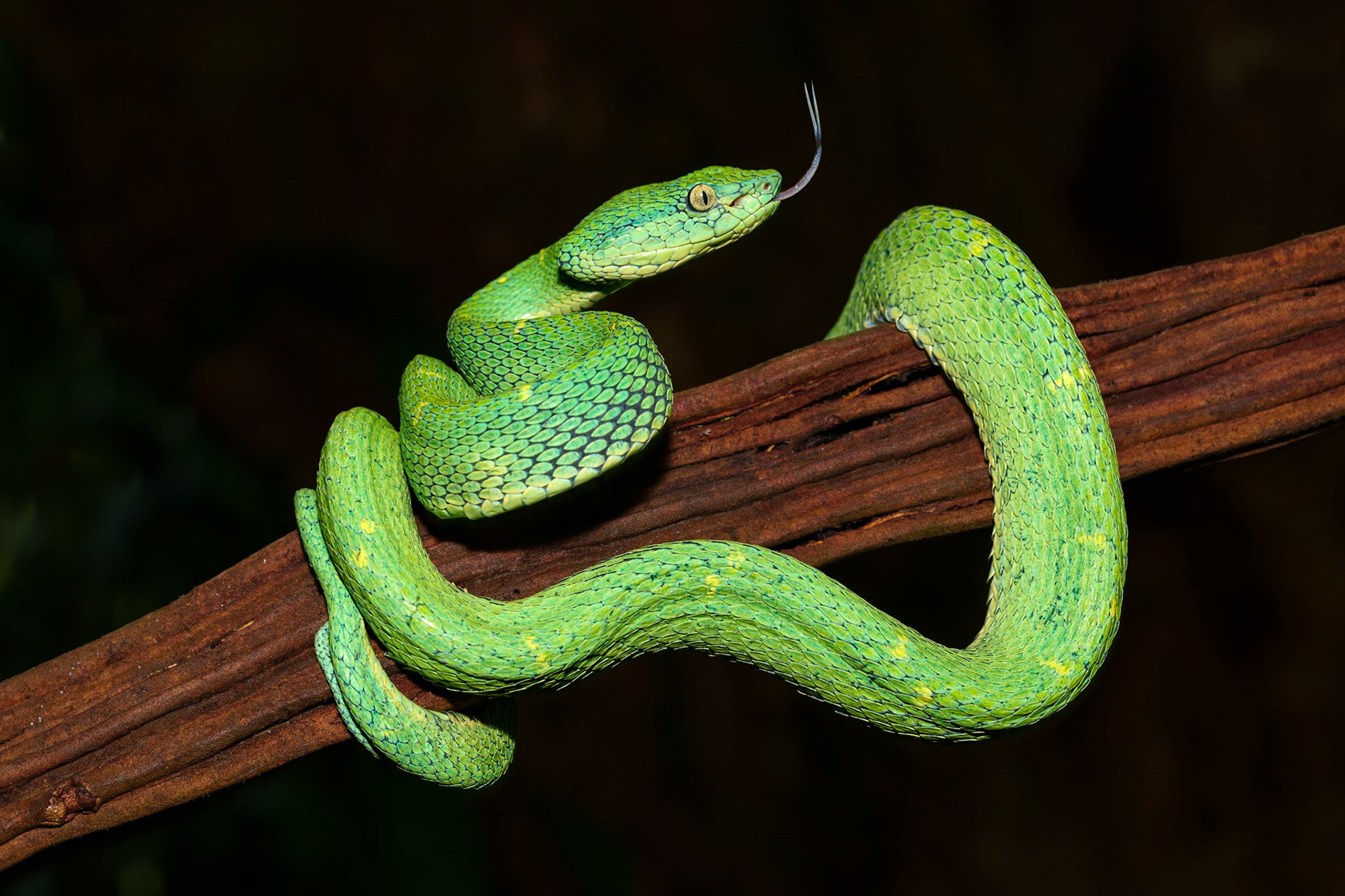 Side Stripe Pit Viper