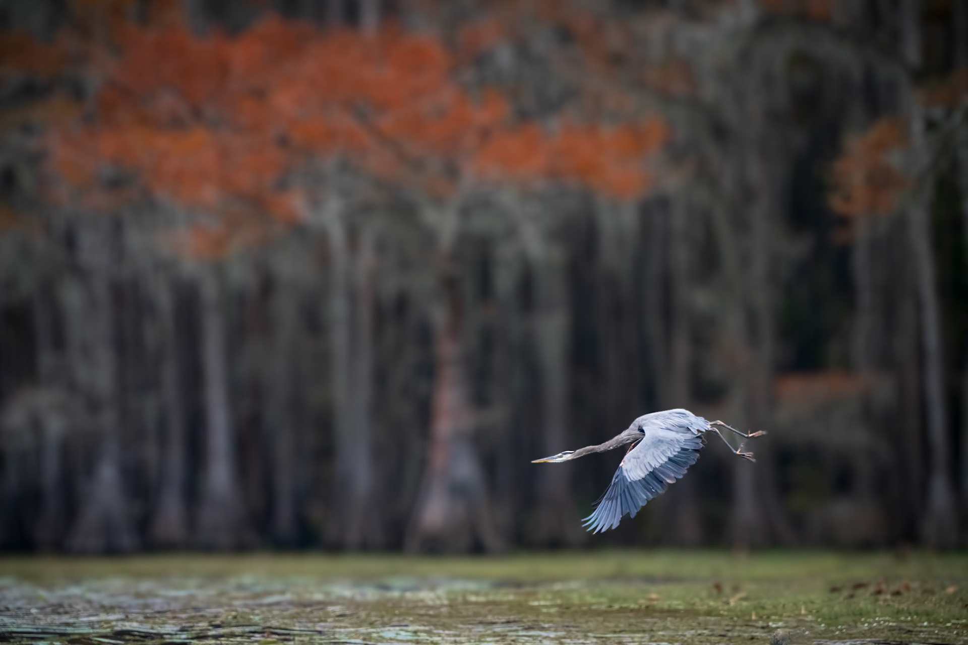 Blue Herron at Lake Caddo