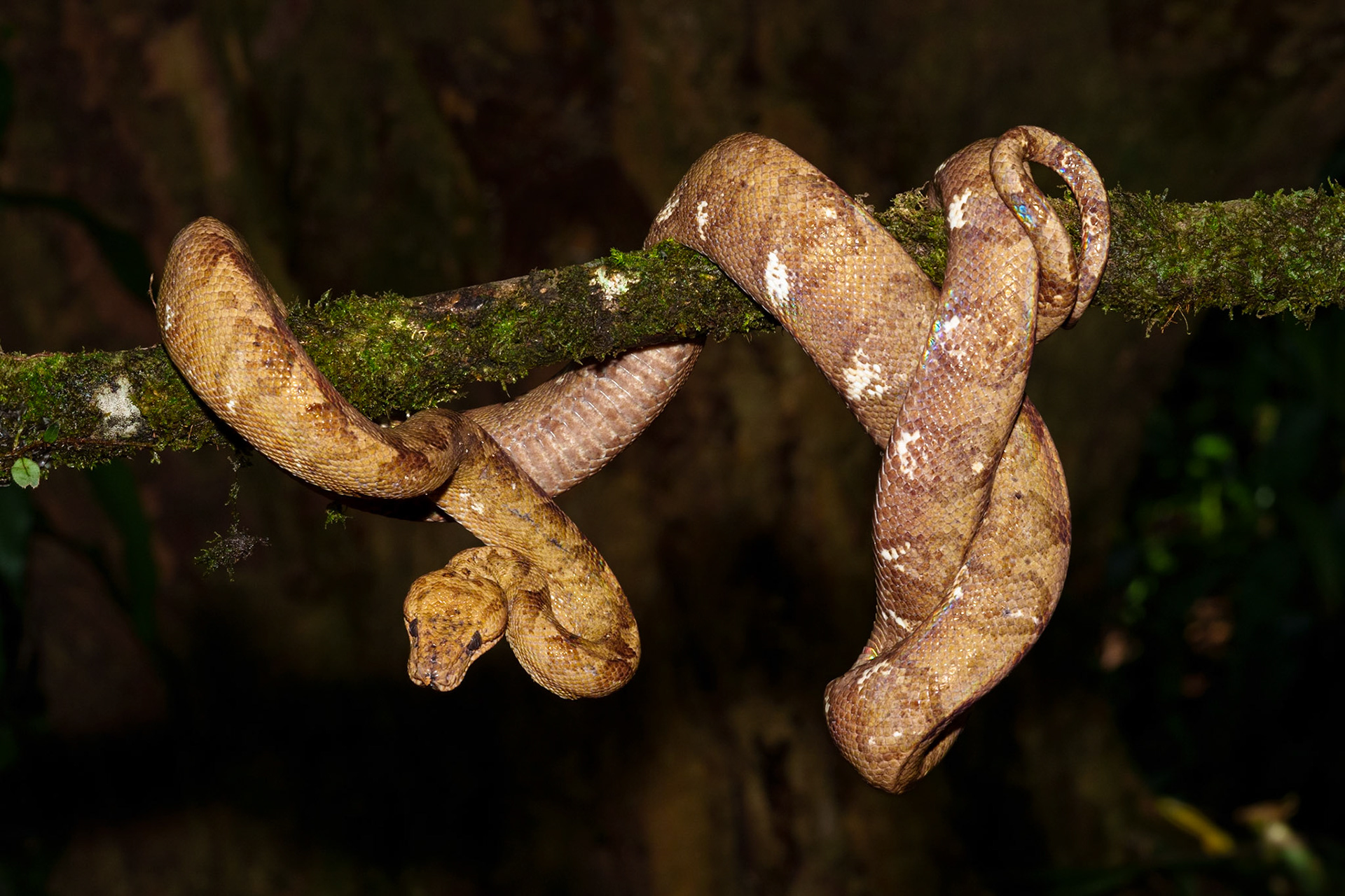 Hog-Nosed Pit Viper