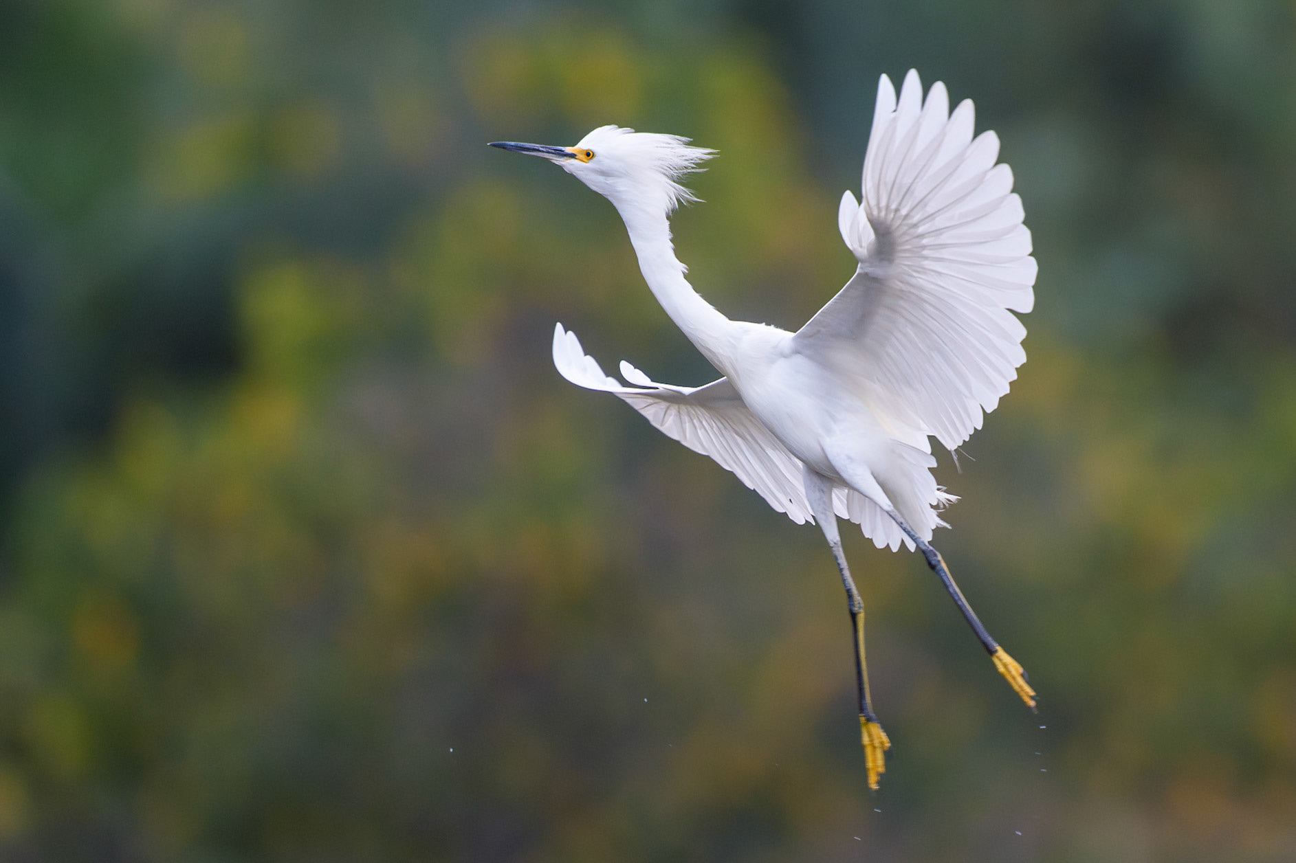 Snowy Egret
