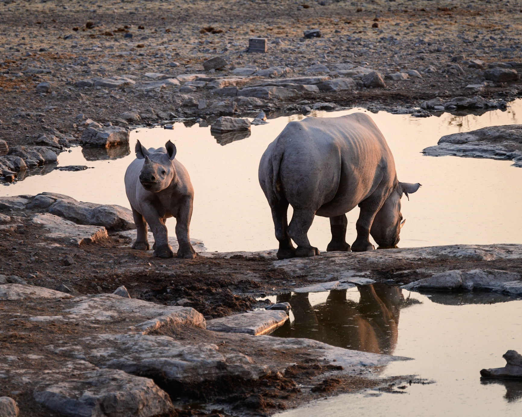 Black Rhinocerous