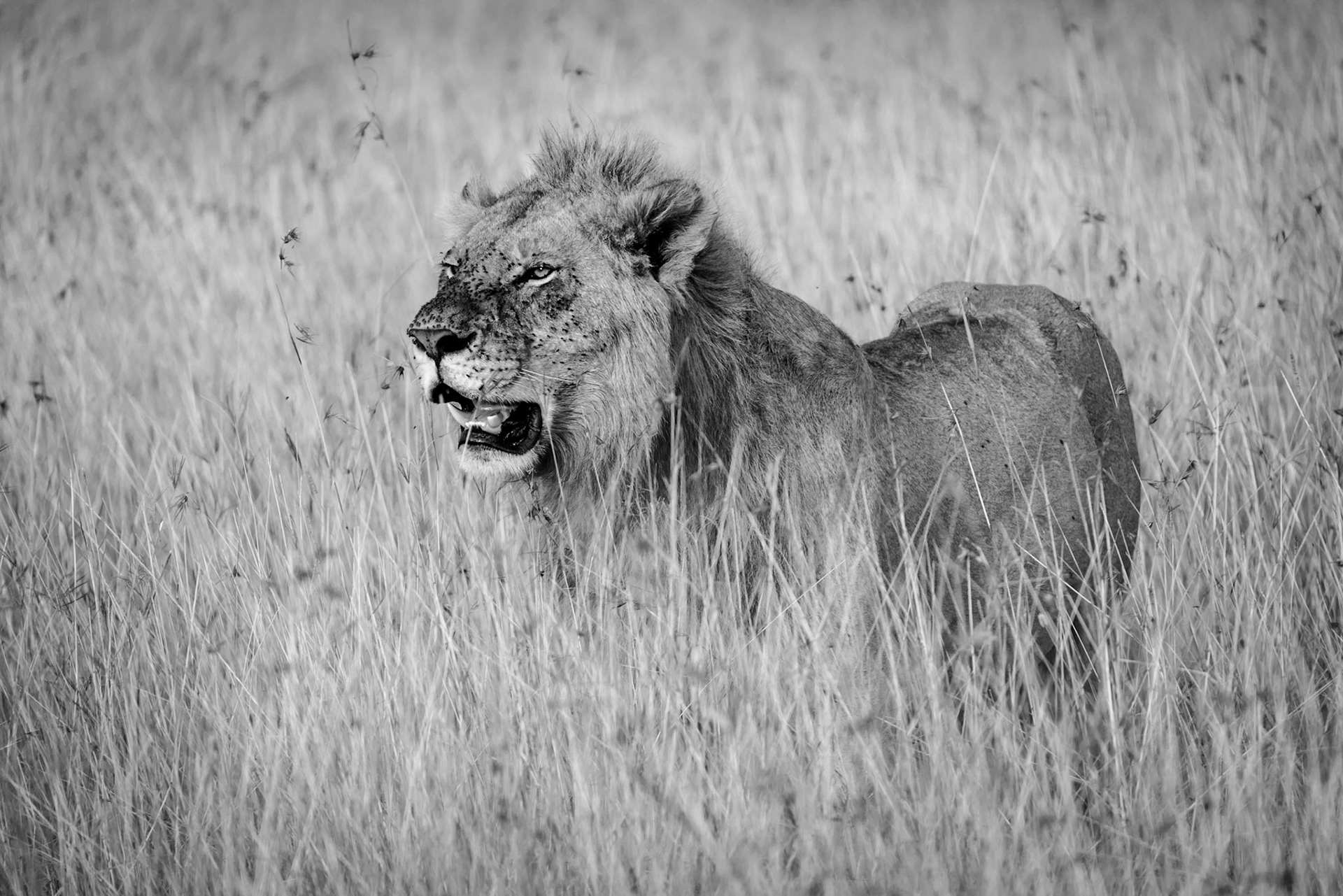 Lion In Charge