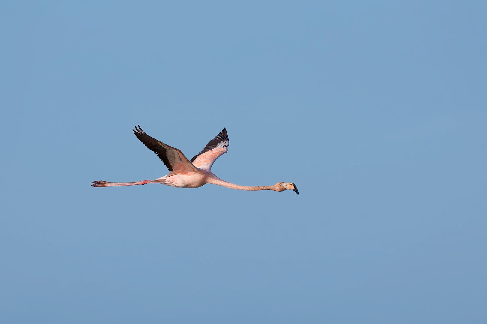 American Flamingo