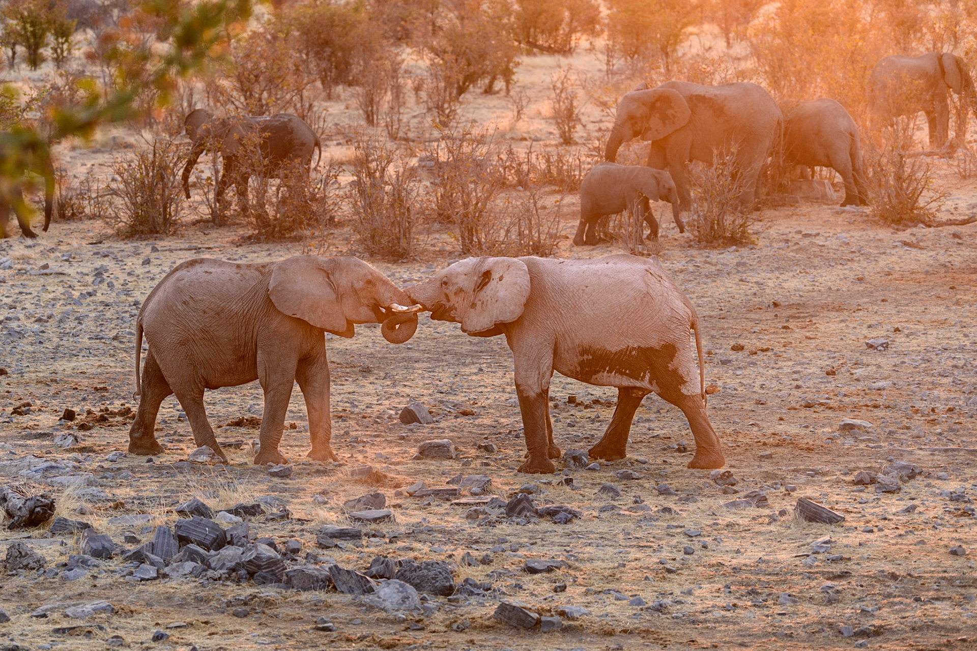 Elephant