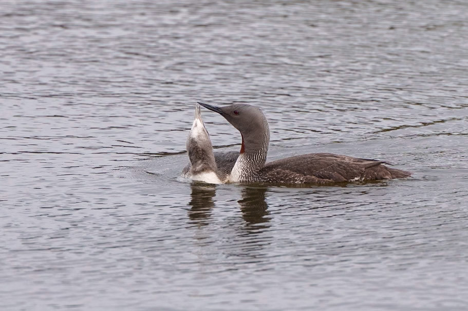 Mother's Touch