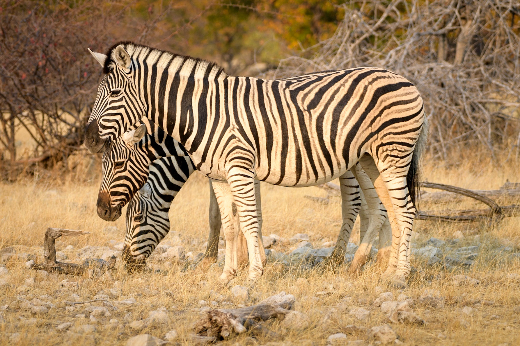 Rare Three-Headed Zebra