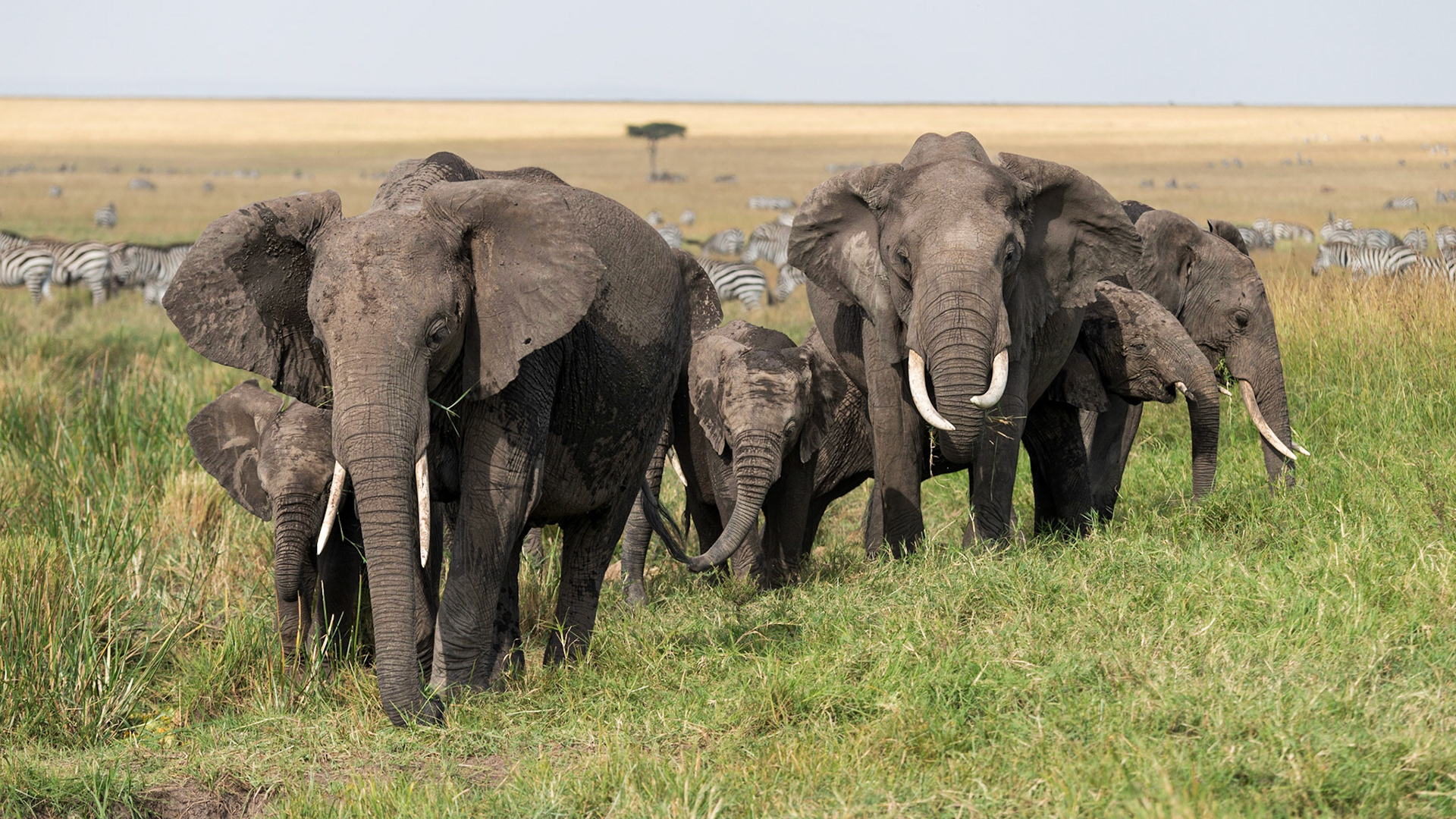 Elephants a Comin'