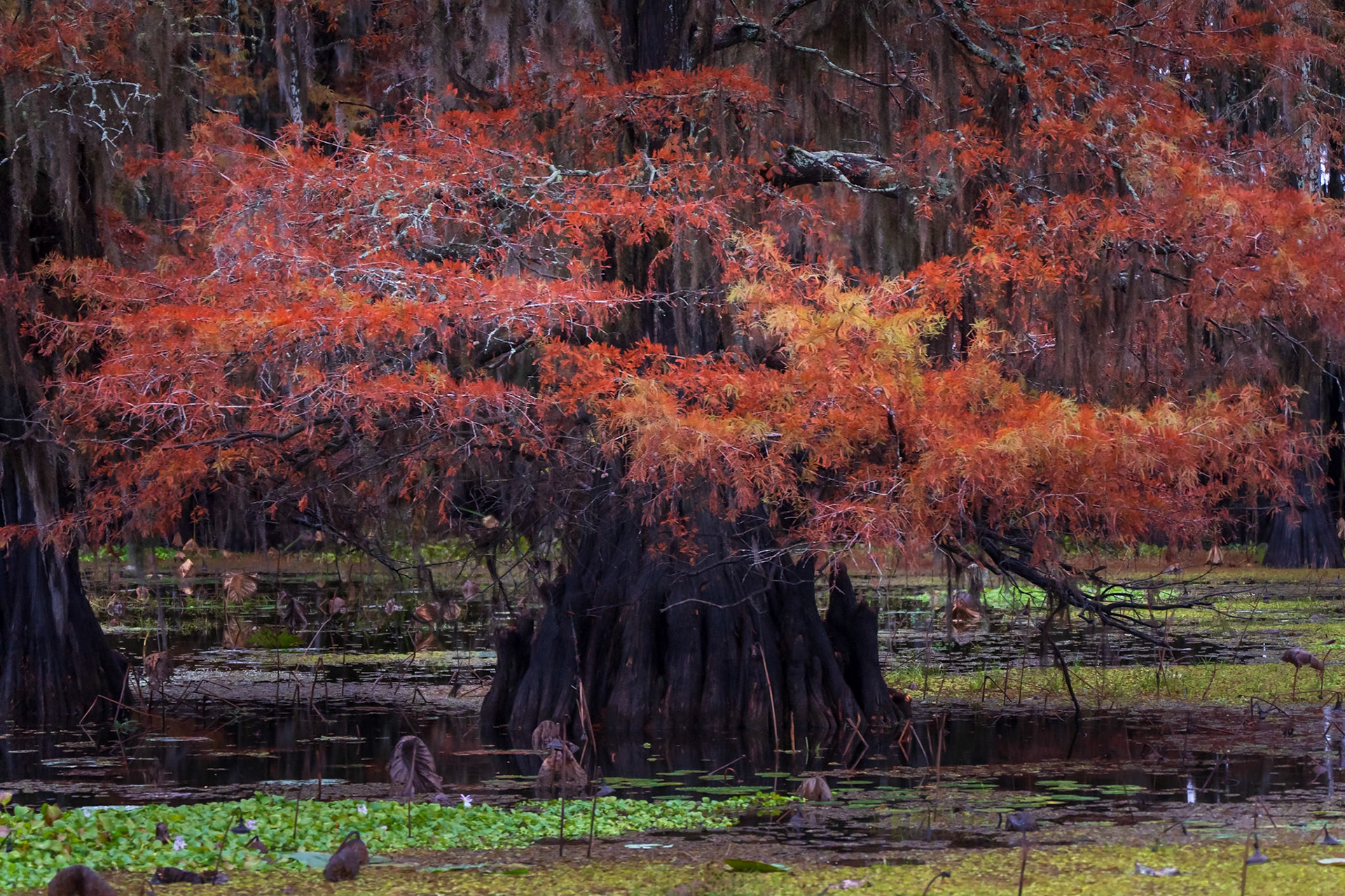 Autumn Fire