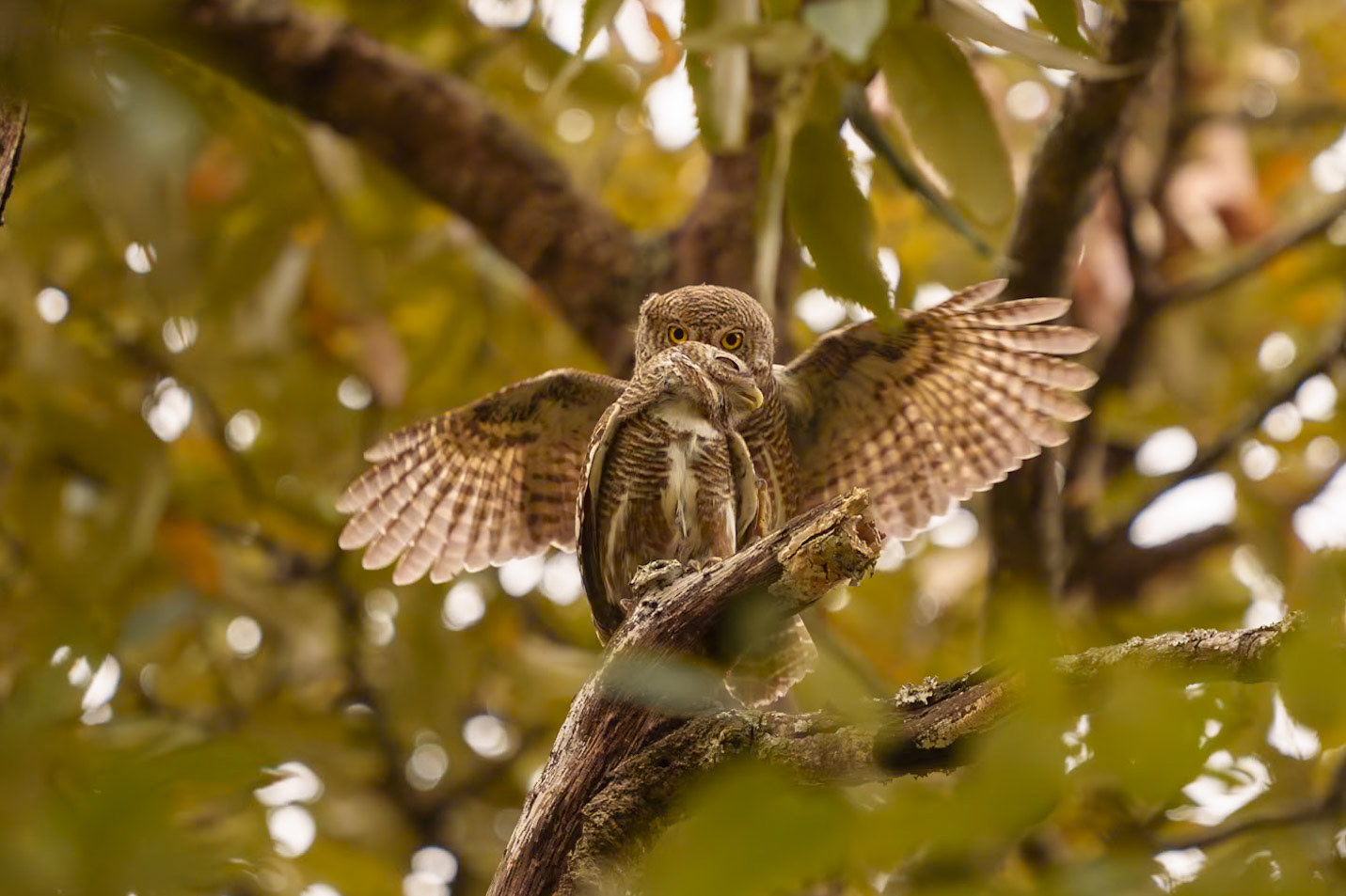 asian barred owl