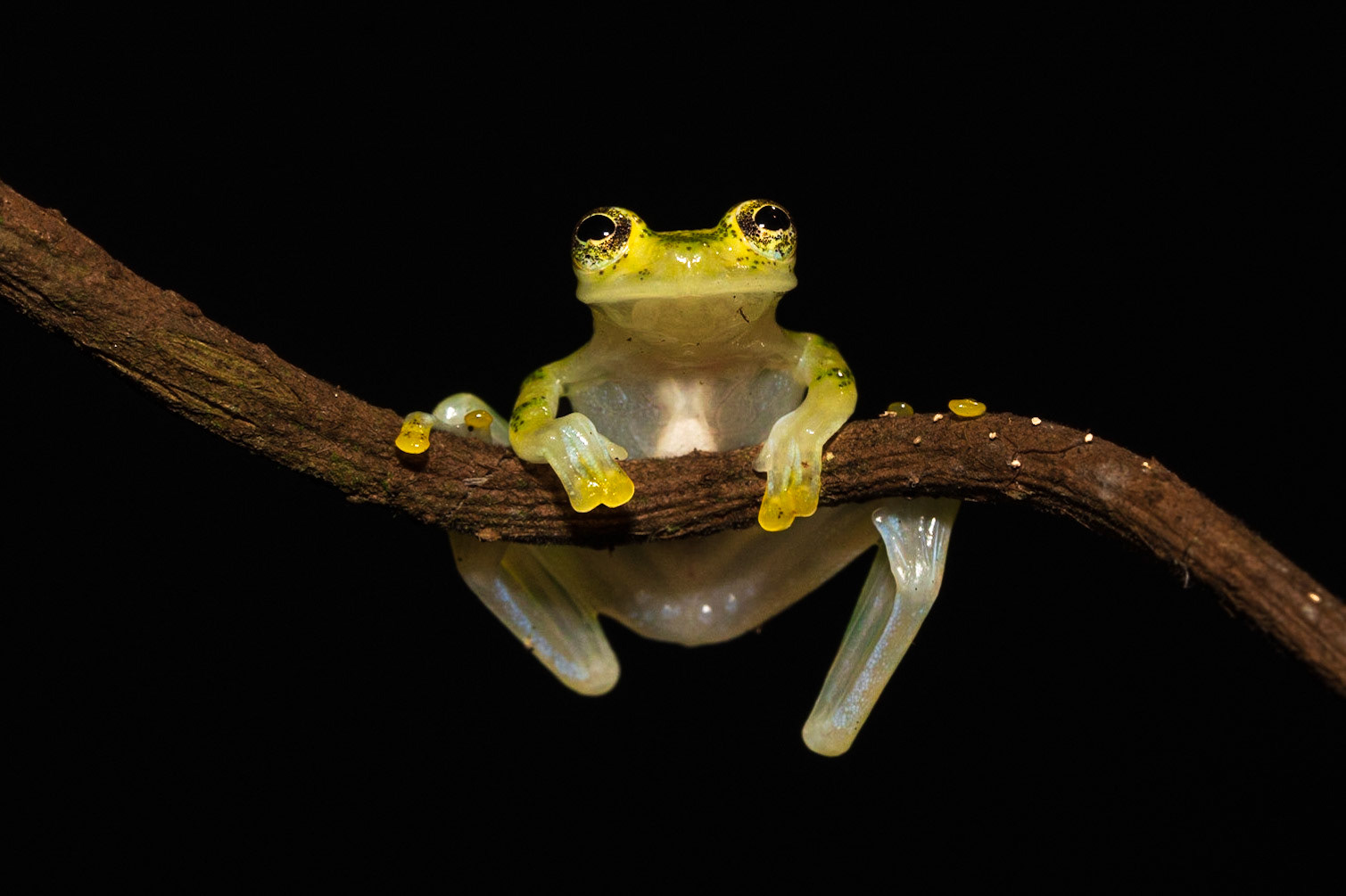 Glass Frog