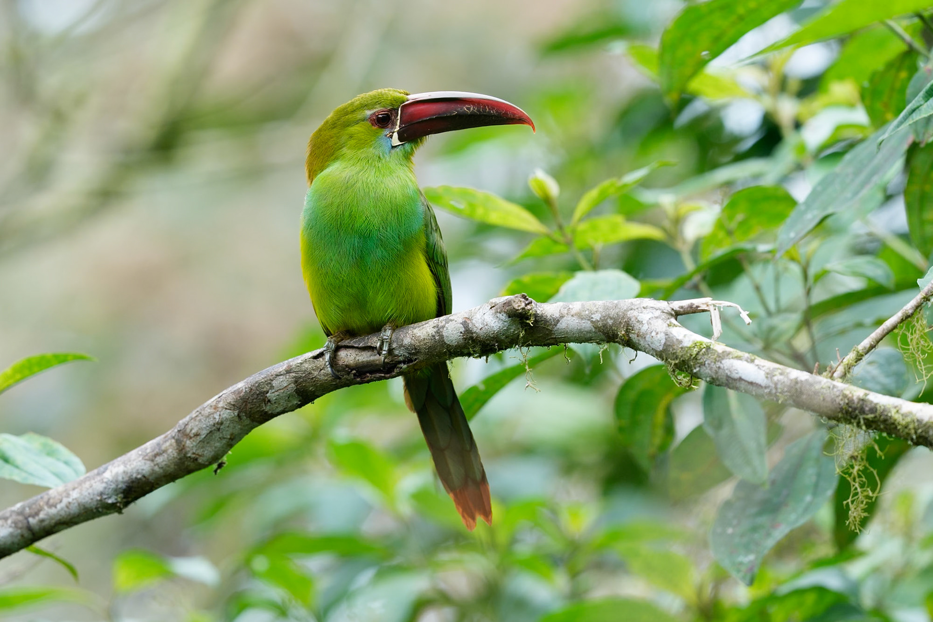 Crimson-rumped toucanet