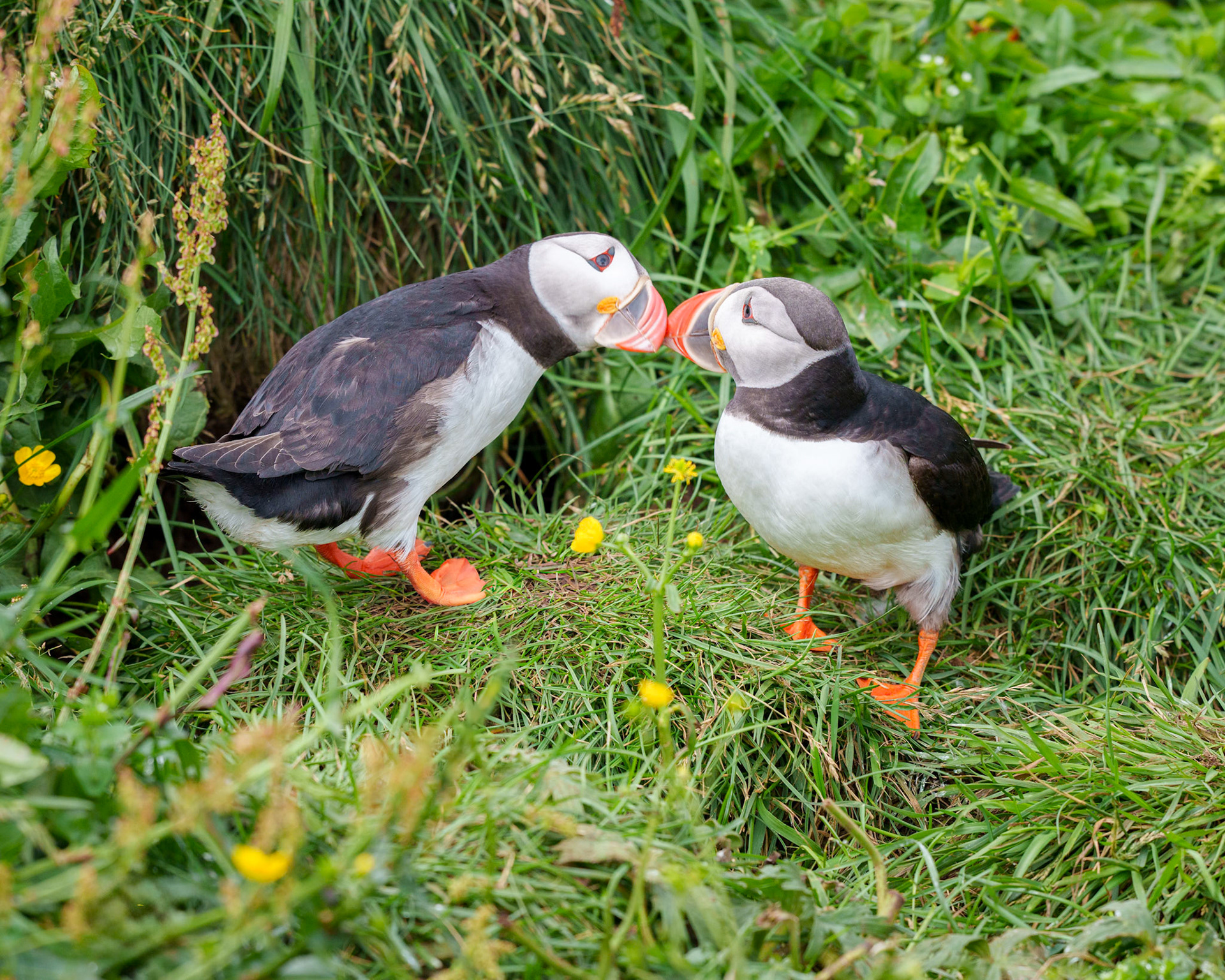 Atlantic Puffins Kissing