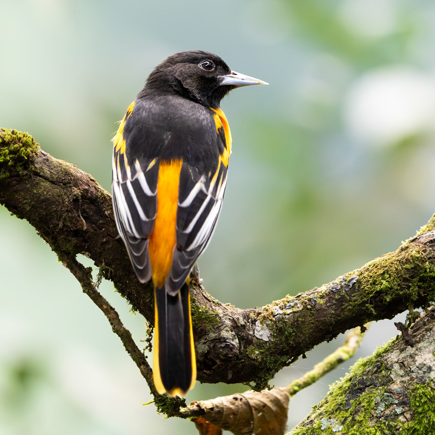 Baltimore Oriole