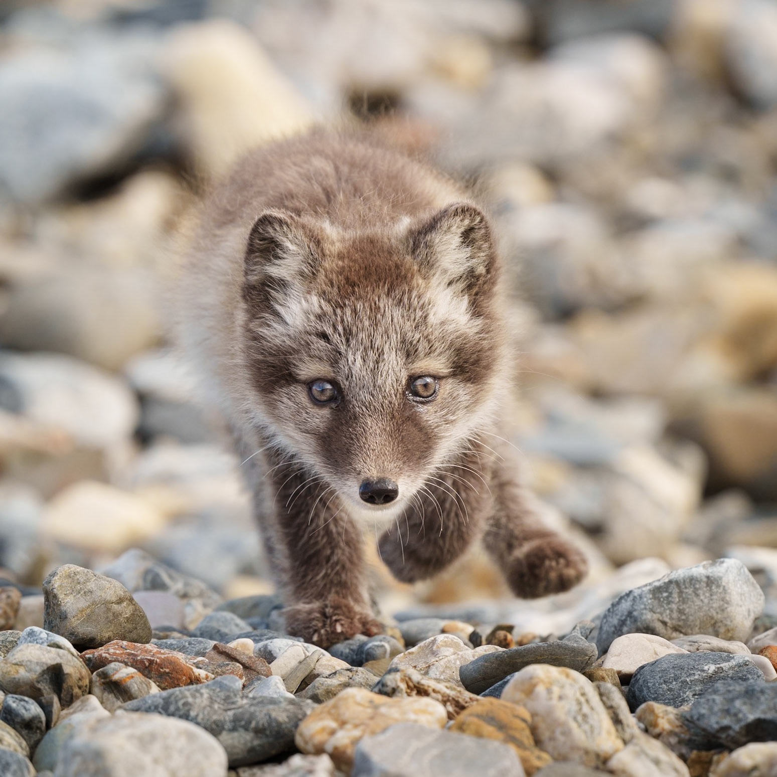 Arctic Fox