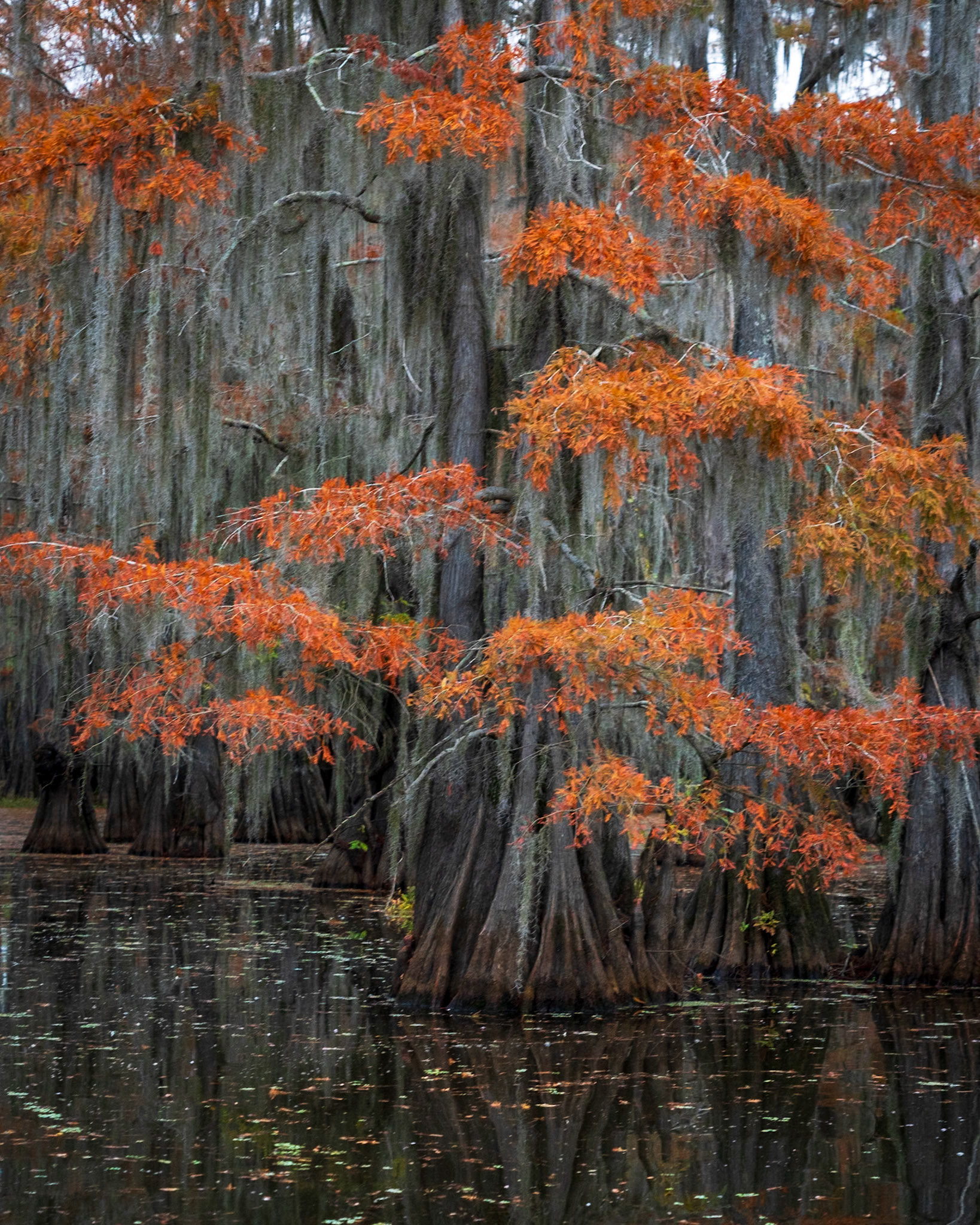 Brilliant Orange on a Cypress Tree