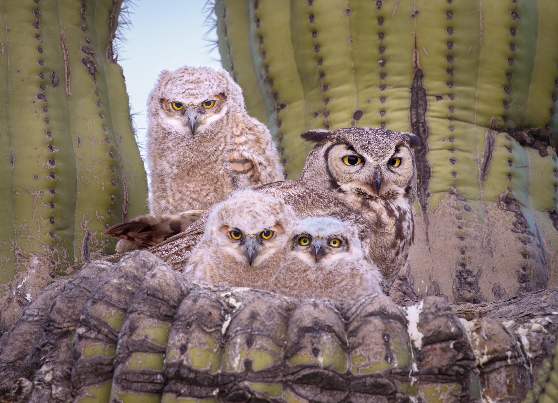 Owl Family