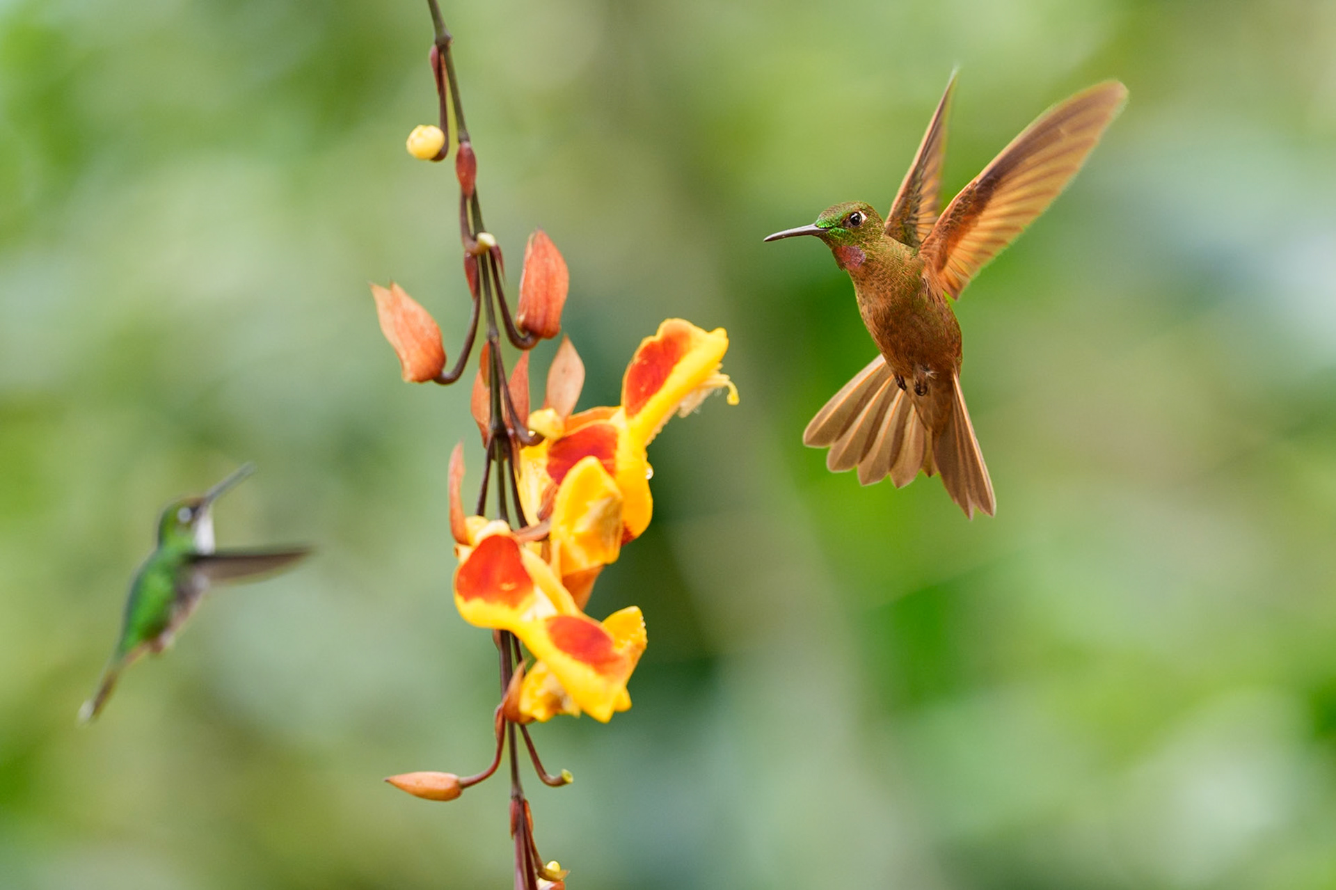Pink-throated Brilliant