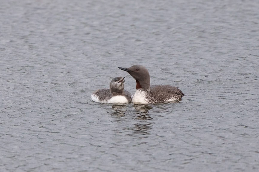 Arctic Loon