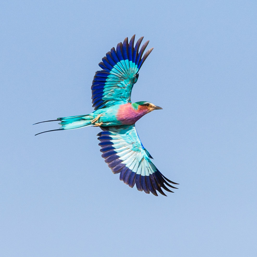 Lilac Breasted Roller