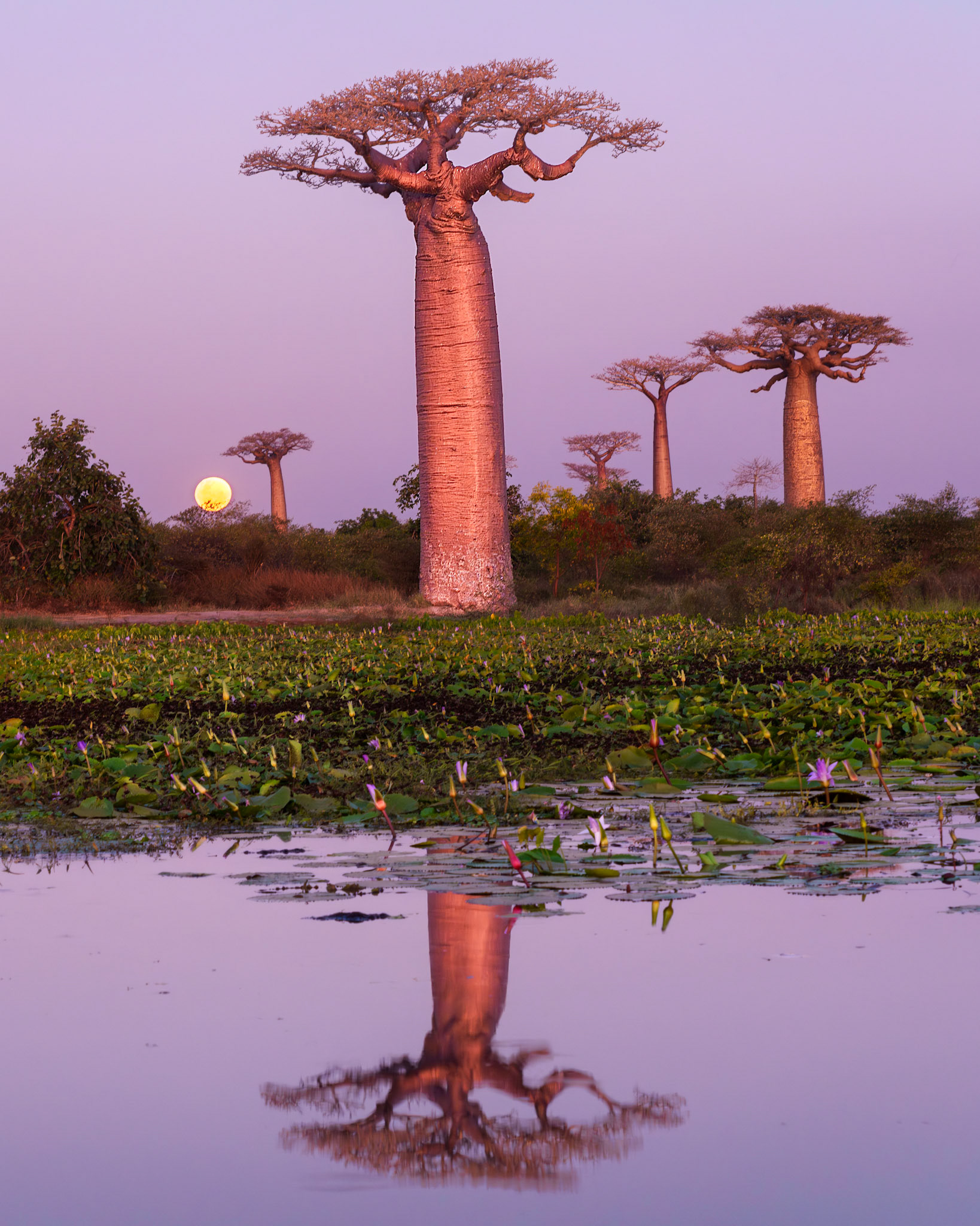 Moonrise Among Baobabs