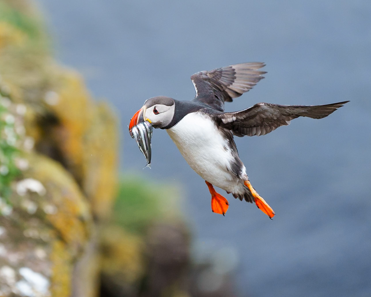 Cliffside Delivery