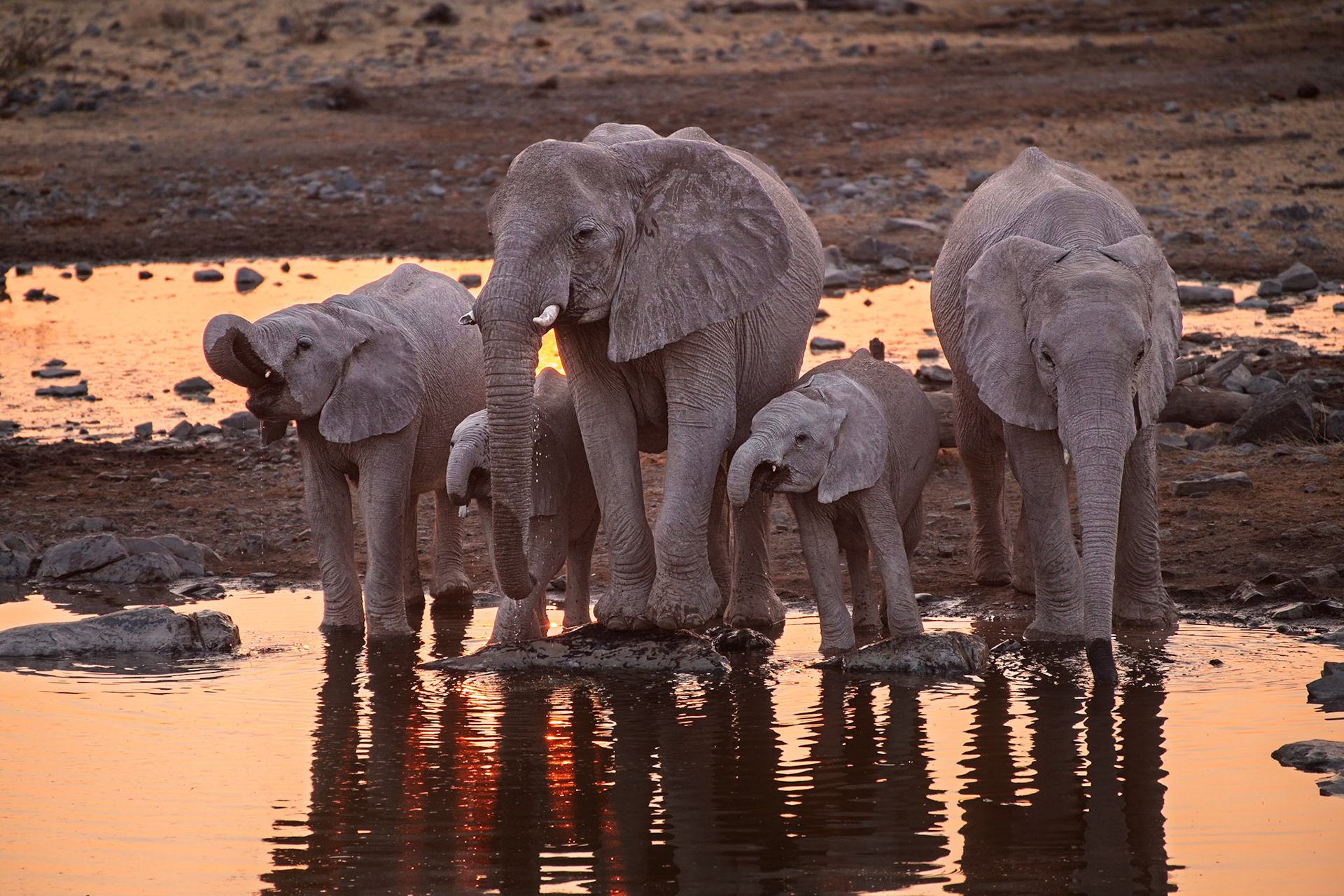 Elephant Family