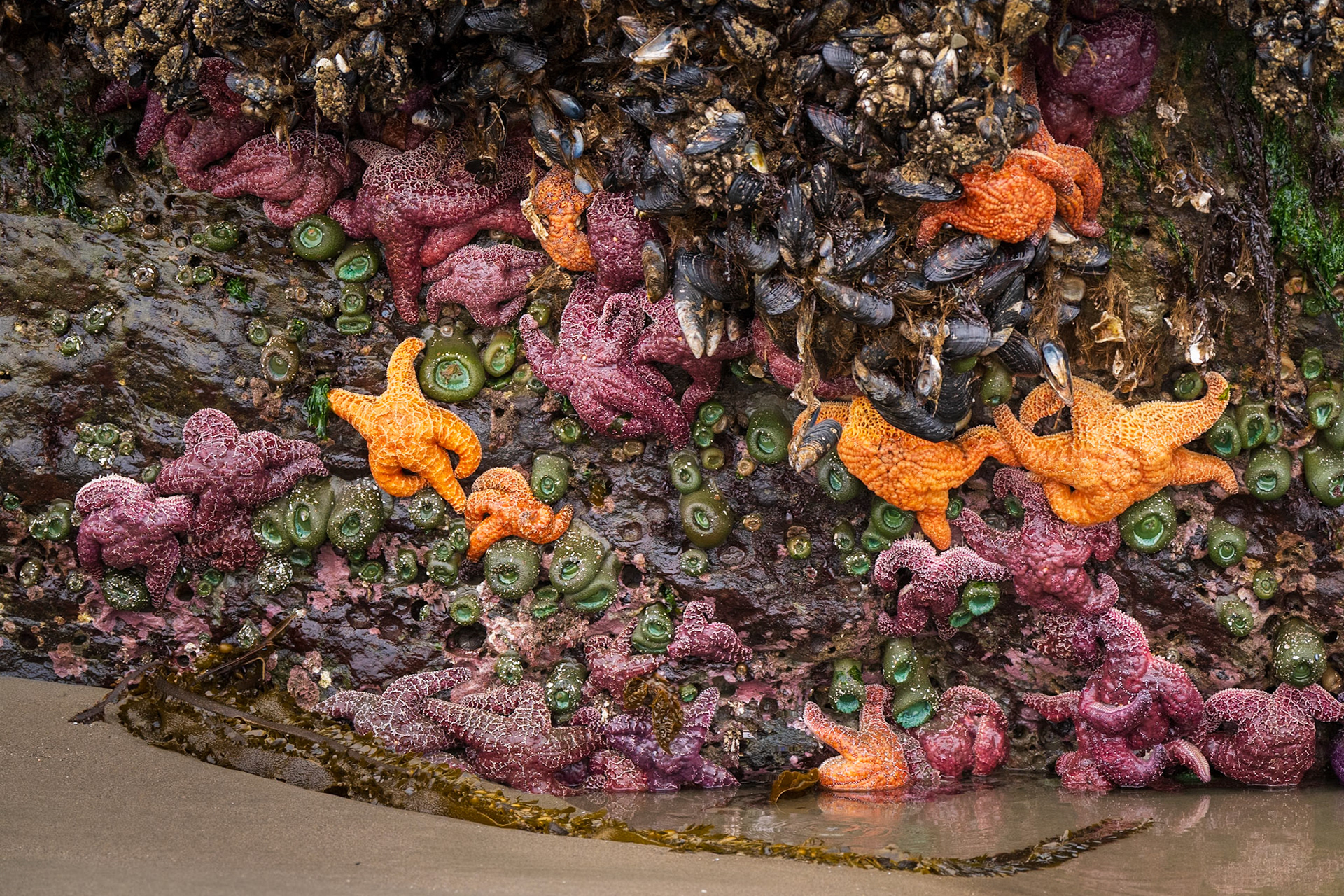 The Tidepool Wall